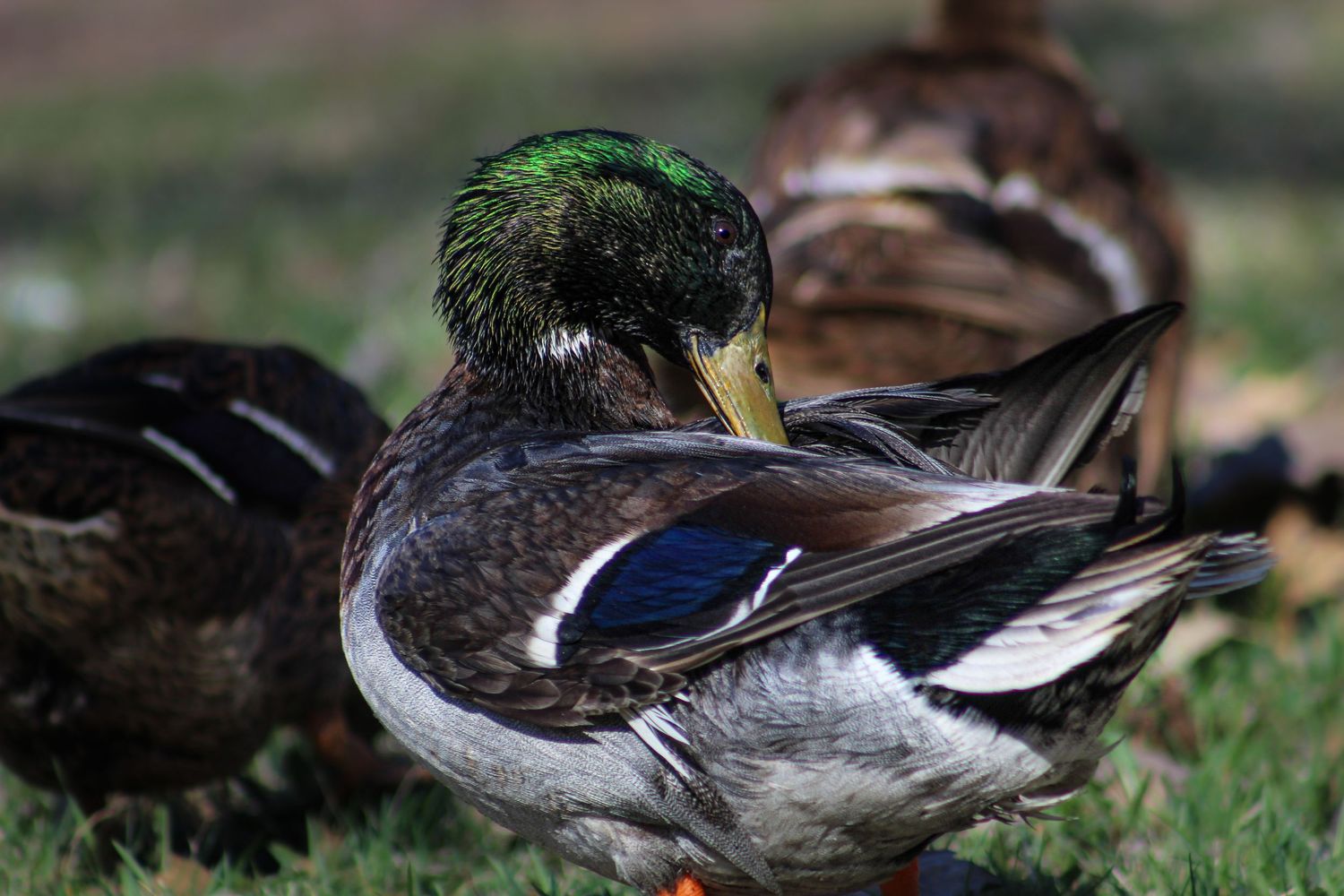 A mallard duck with iridescent green head preening its feathers while resting on grass outdoors.