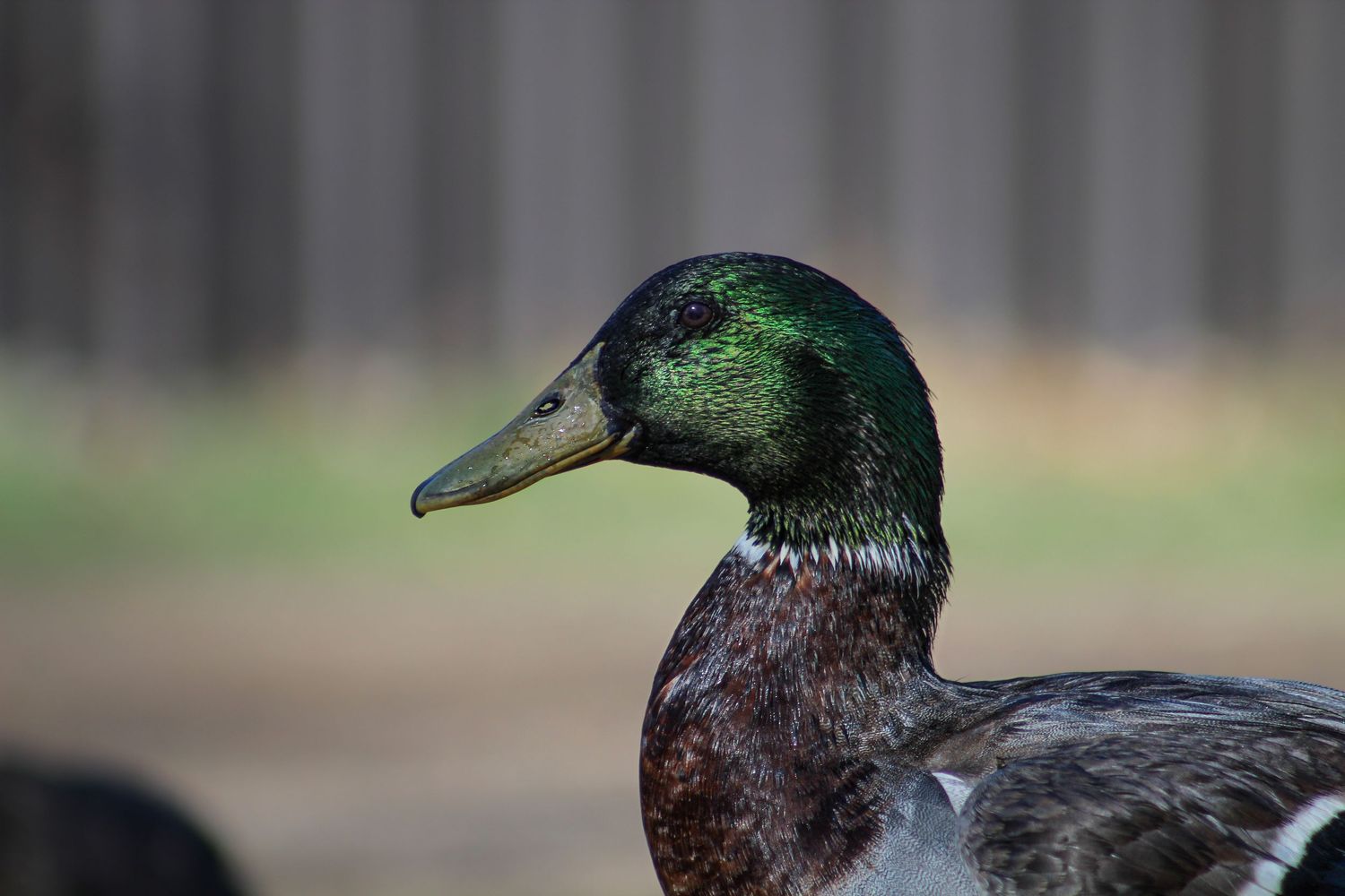 Close-up portrait of a male mallard duck with iridescent green head and yellow bill.
