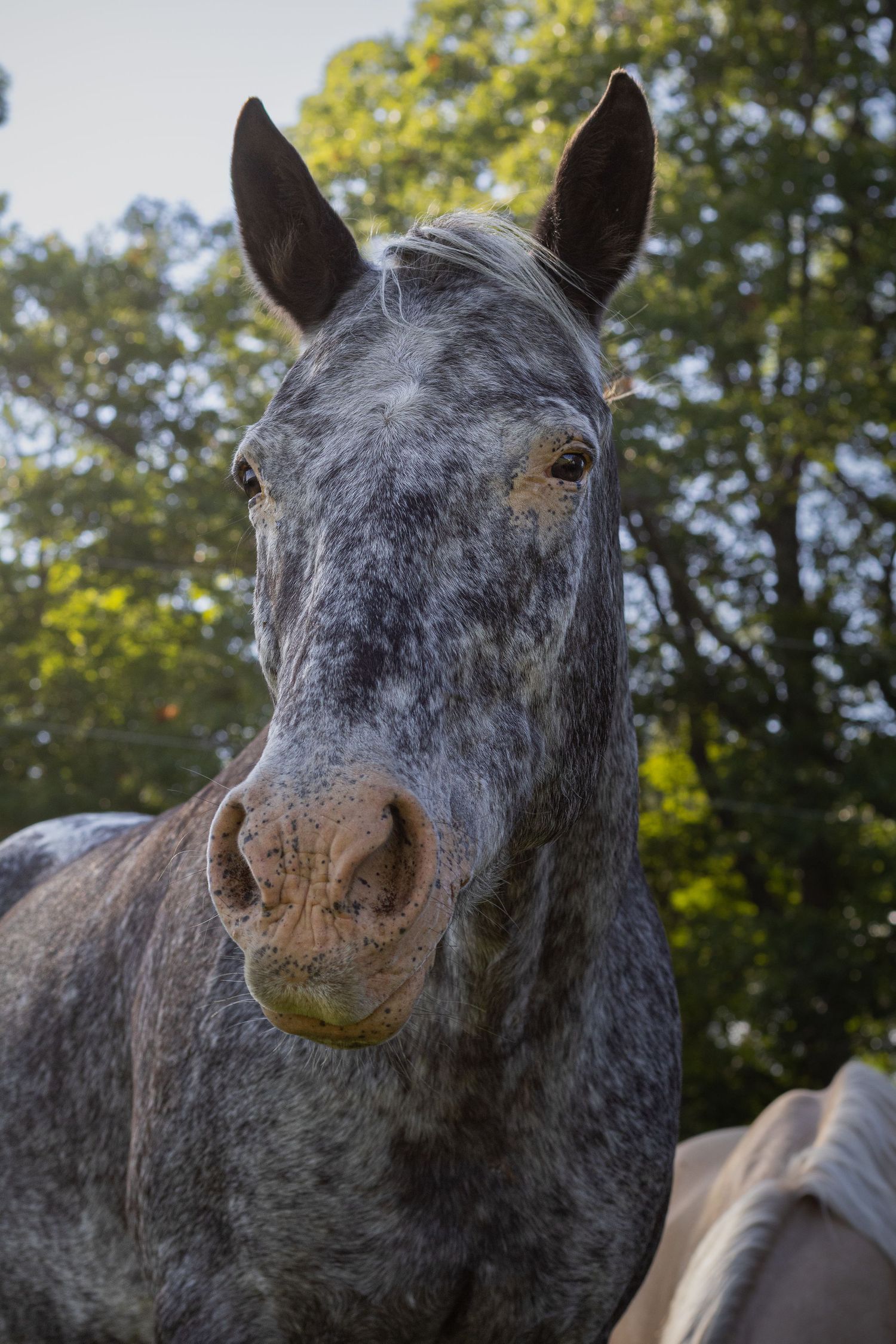 Close-up portrait of a dapple gray horse with soft eyes standing outdoors near green trees.