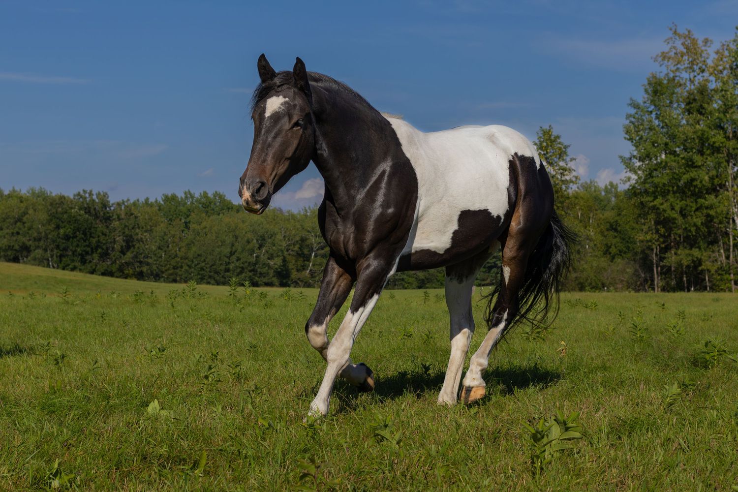 Black and white paint horse walking gracefully across a lush green pasture under a clear blue sky.
