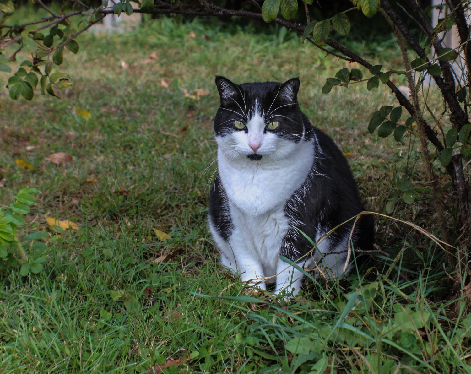 A black and white tuxedo cat sitting alert under a bush in a green garden.