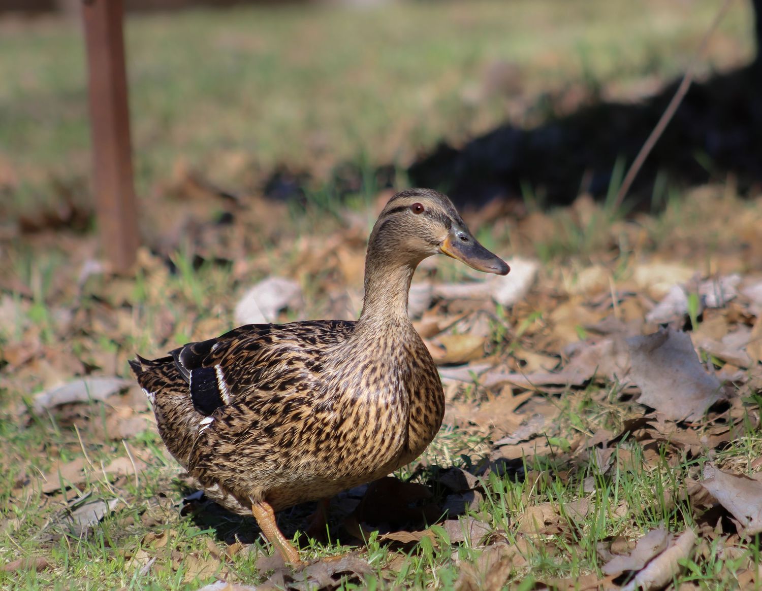 A female mallard duck with brown speckled plumage walking on grass and fallen leaves.