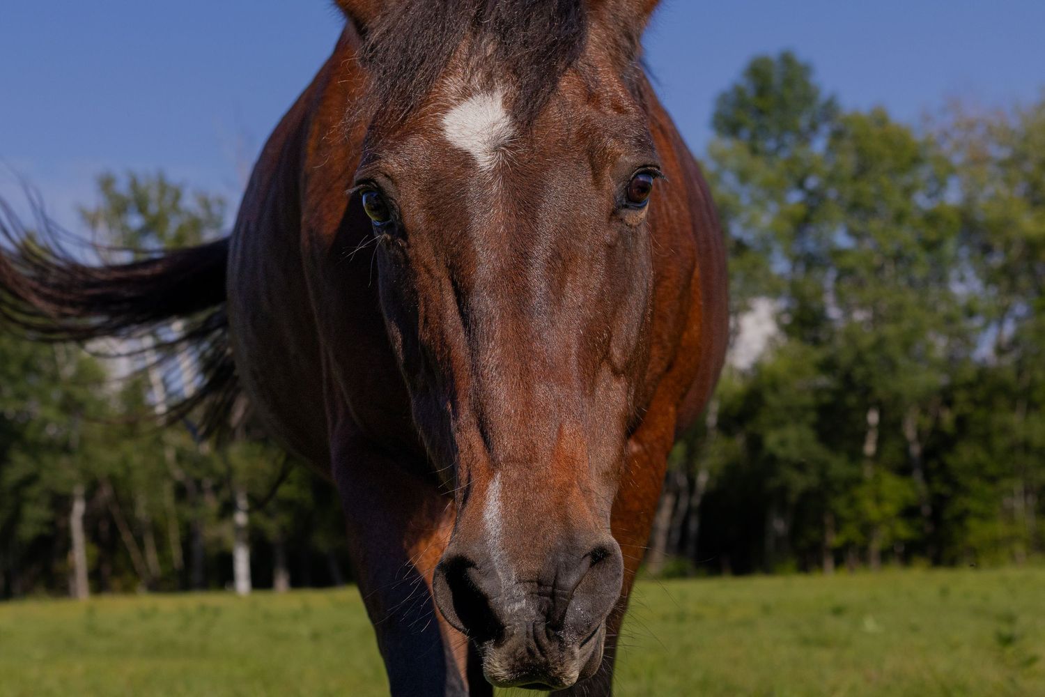 Close-up portrait of a bay horse with a white star marking grazing in a sunny green field.