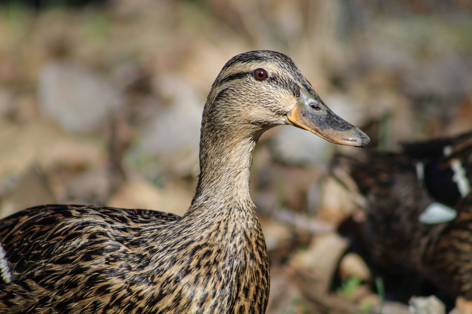 Close-up portrait of a female mallard duck with mottled brown plumage and orange-tipped bill.