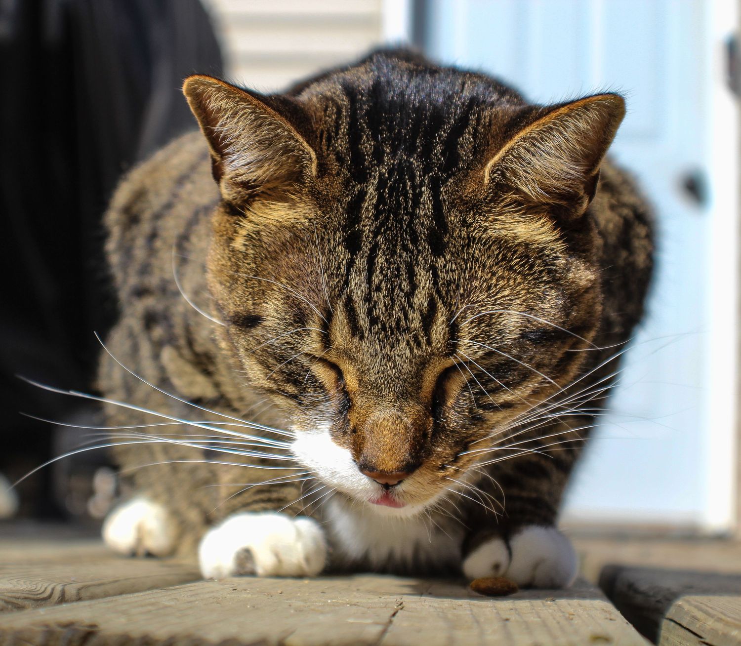 A tabby cat with white paws crouching low on a wooden deck in sunlight.