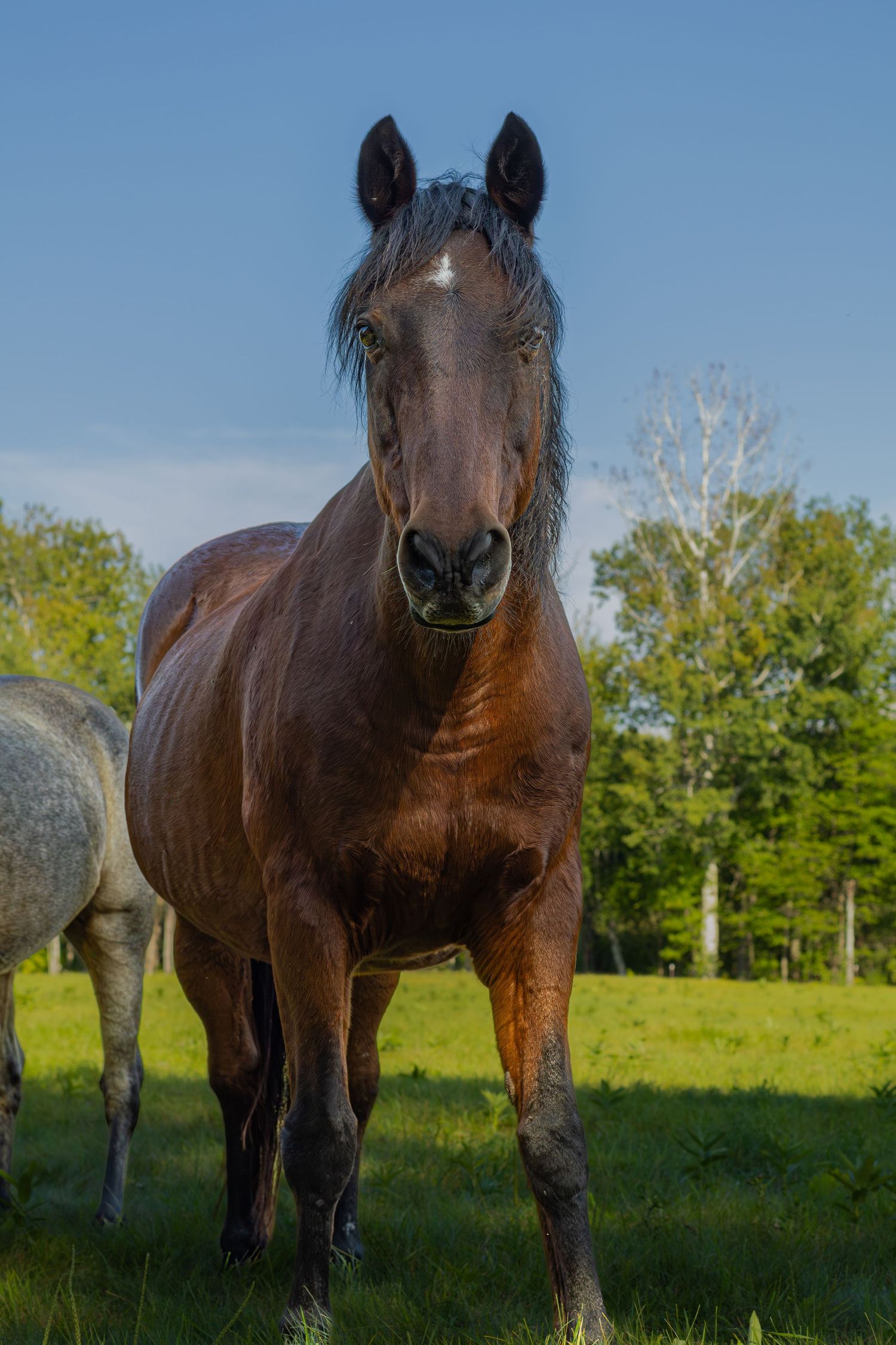 Dark bay horse standing alert in a green pasture with trees in the background on a sunny day.