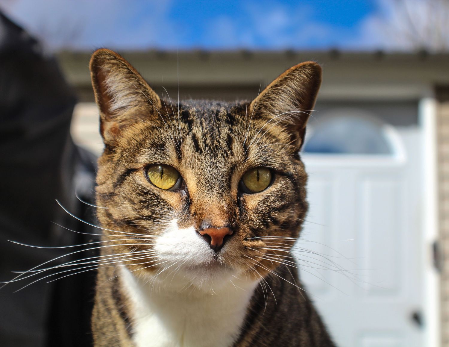 A tabby cat with yellow-green eyes posing outdoors with a blue sky background.