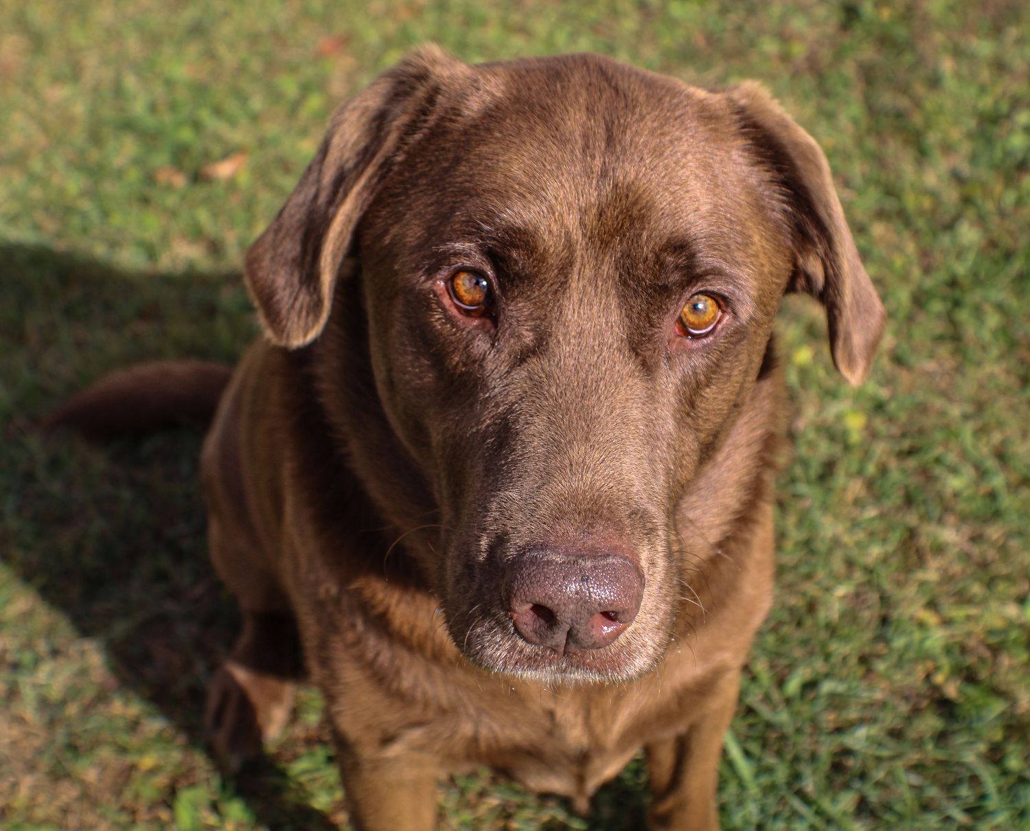 A chocolate Labrador Retriever with soulful amber eyes looking up from a grassy lawn.