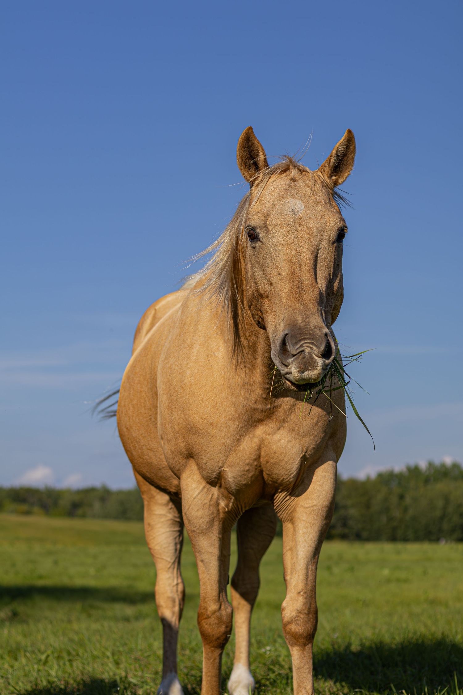 Golden palomino horse eating grass while standing in a bright green meadow under a blue sky.