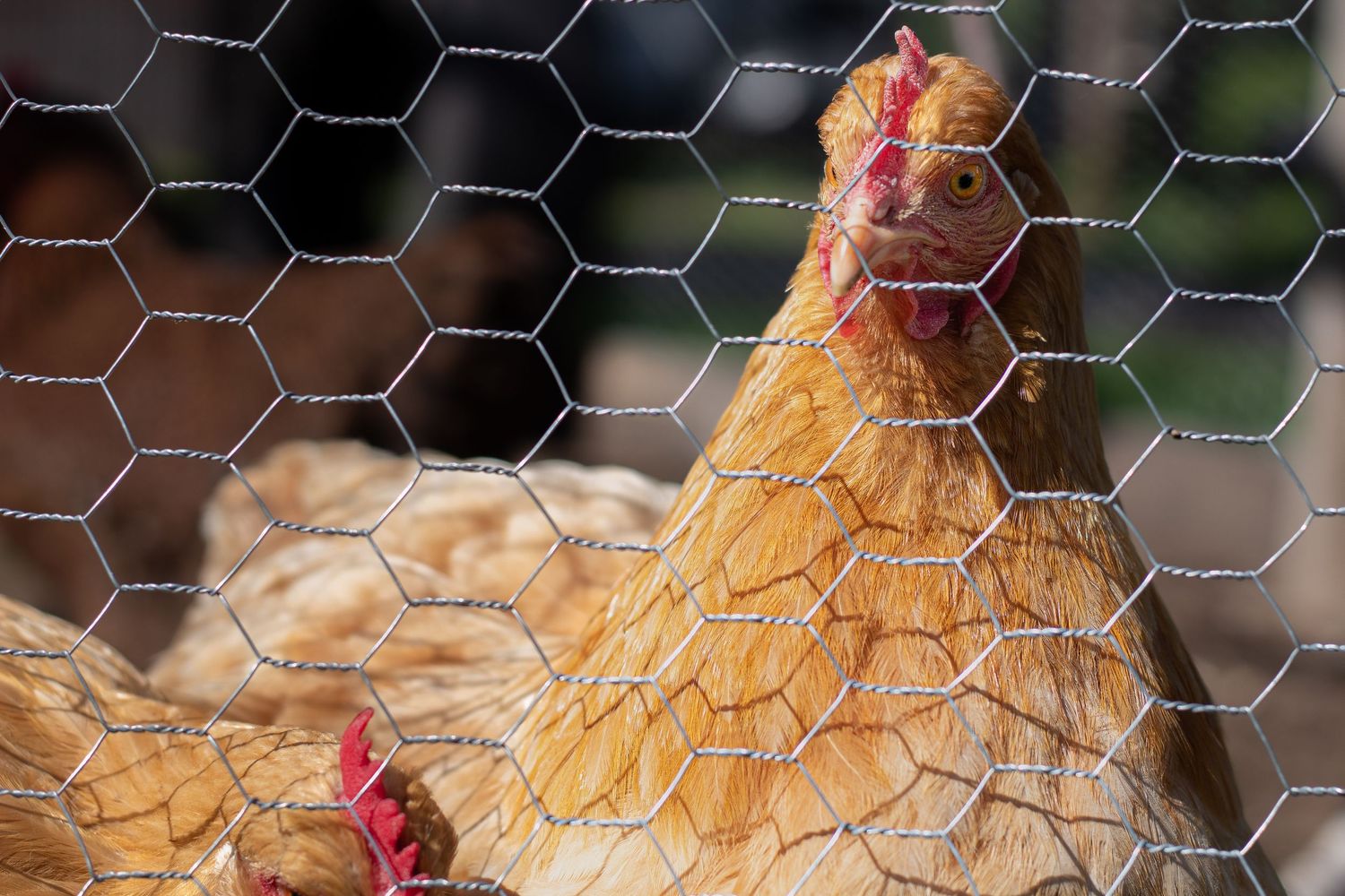 A golden hen looking through a hexagonal wire mesh fence in a sunny outdoor chicken coop.