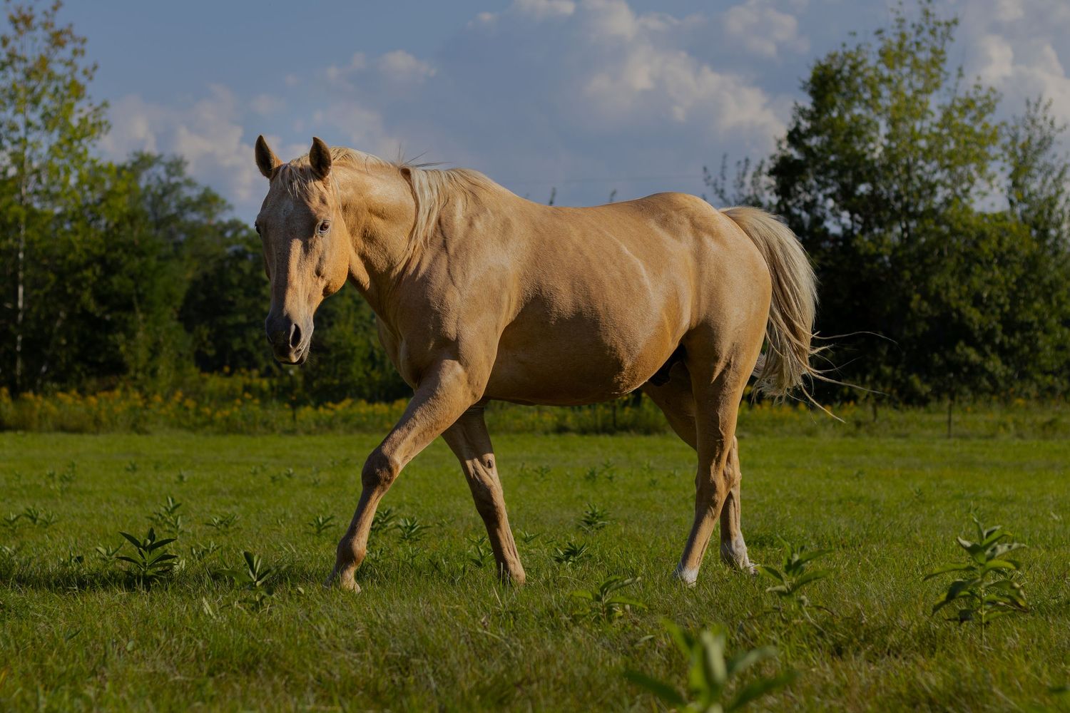 A beautiful palomino horse with golden coat walks gracefully across a lush green field.