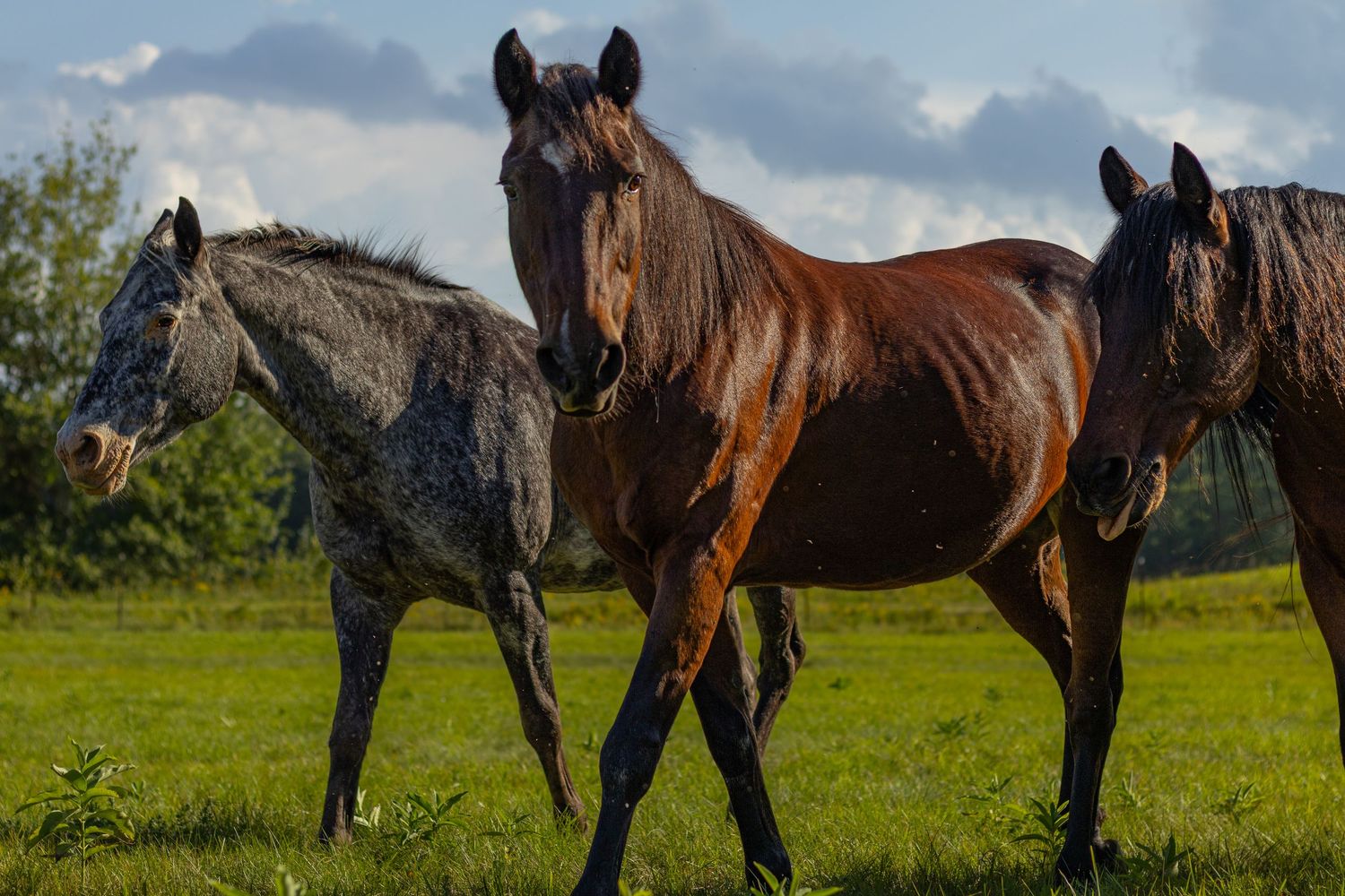 Three horses including a gray and two dark bays walk together across a sunny green pasture.