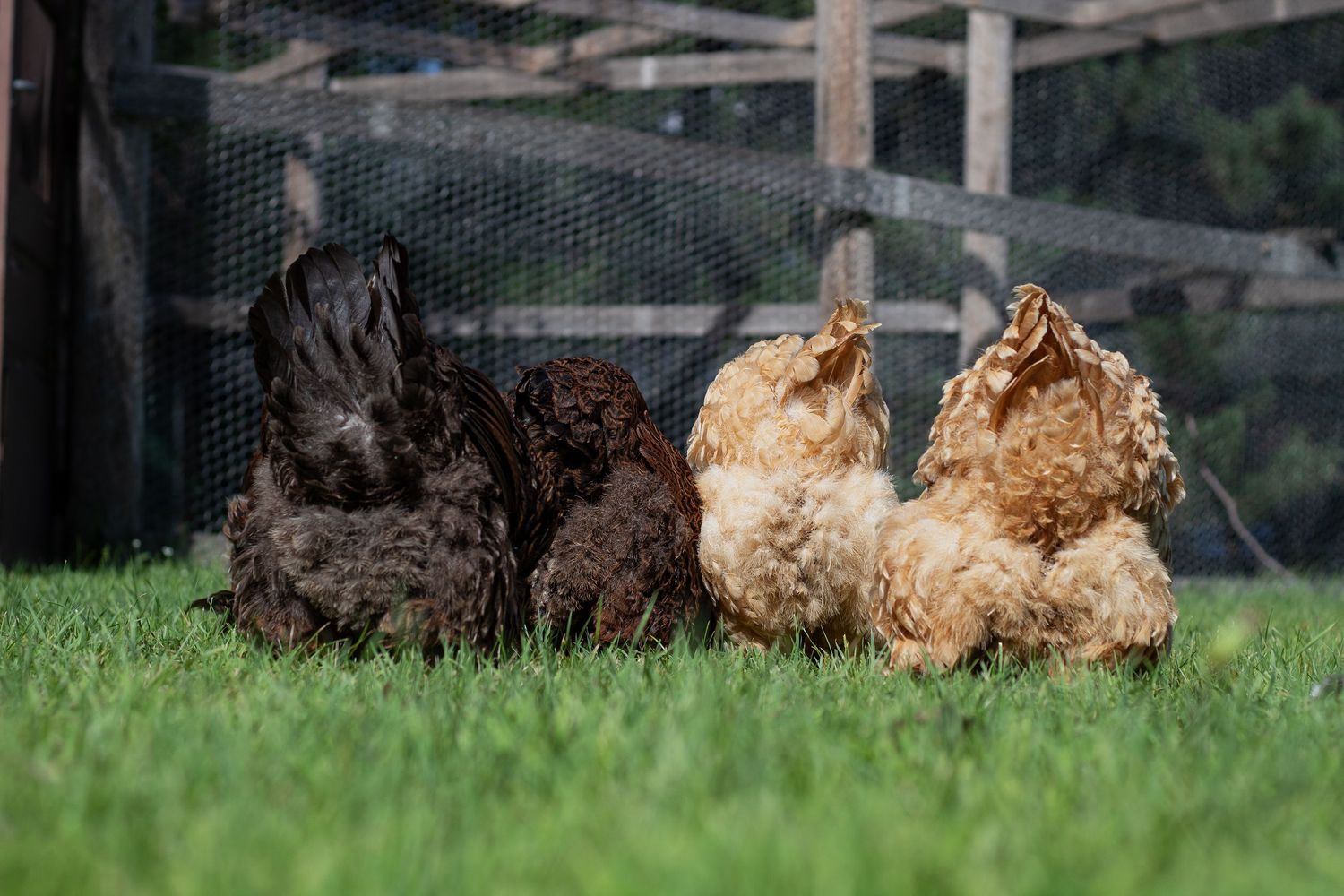 Three fluffy black and tan chickens sitting side by side on green grass near a wire fence.