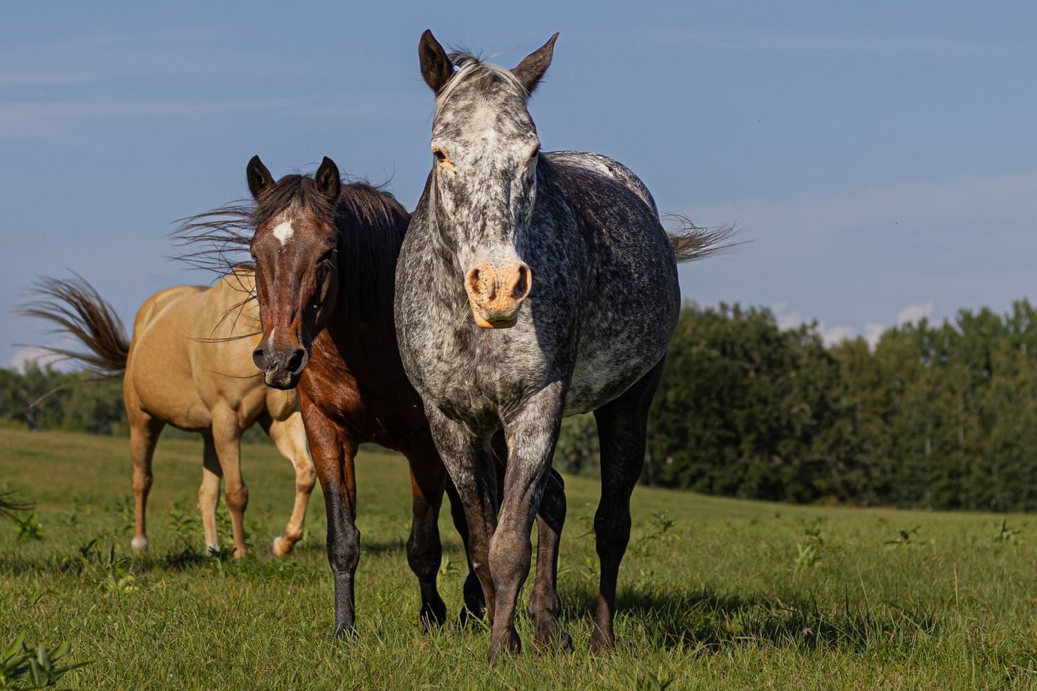 Three horses including a gray appaloosa, bay, and palomino walking together in a green field.