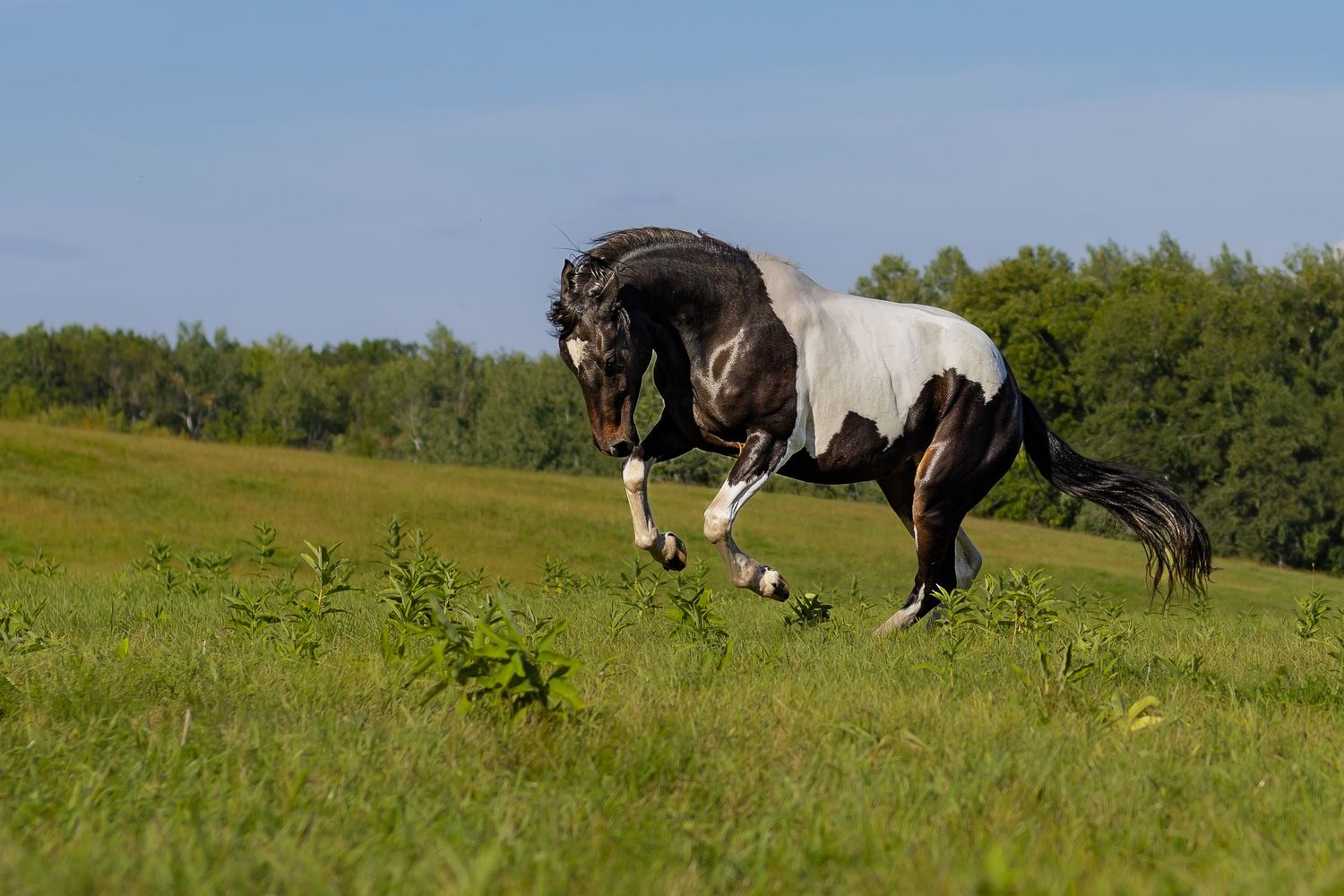A striking black and white paint horse leaps energetically across a sunny green meadow.