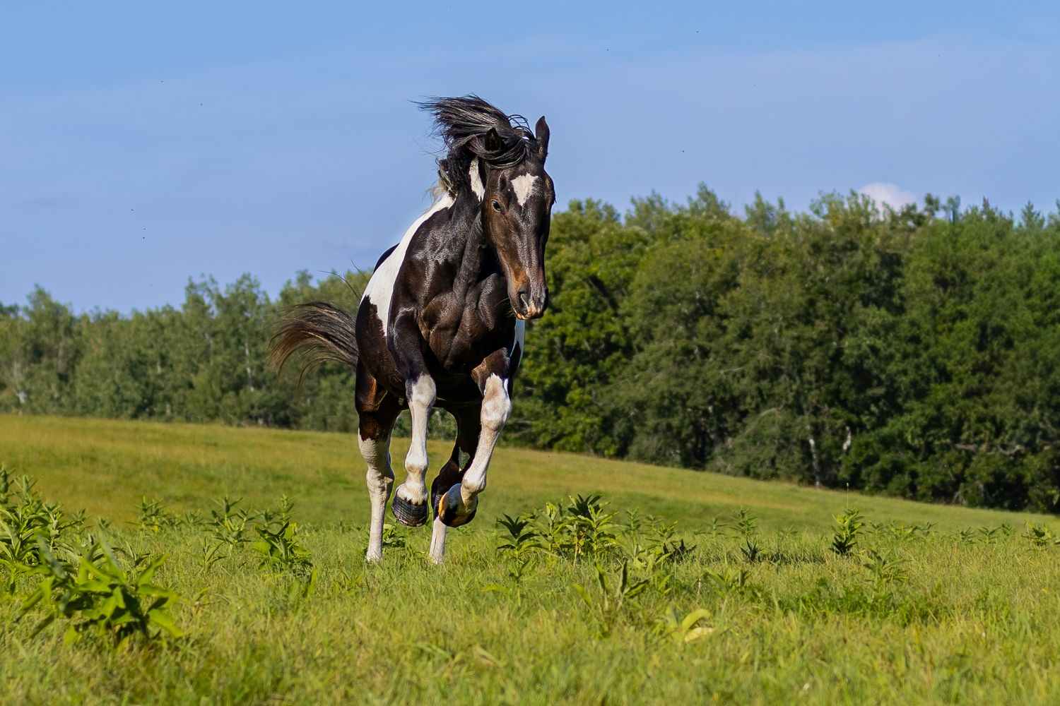 Black and white paint horse galloping energetically across a lush green hillside pasture.