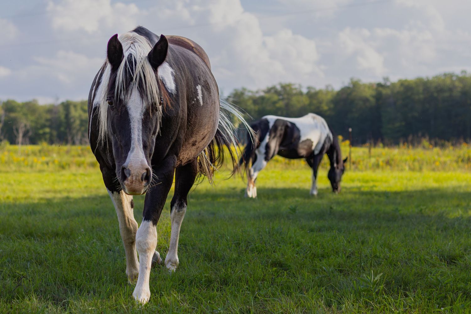 Two black and white paint horses graze and walk in a bright open green pasture.