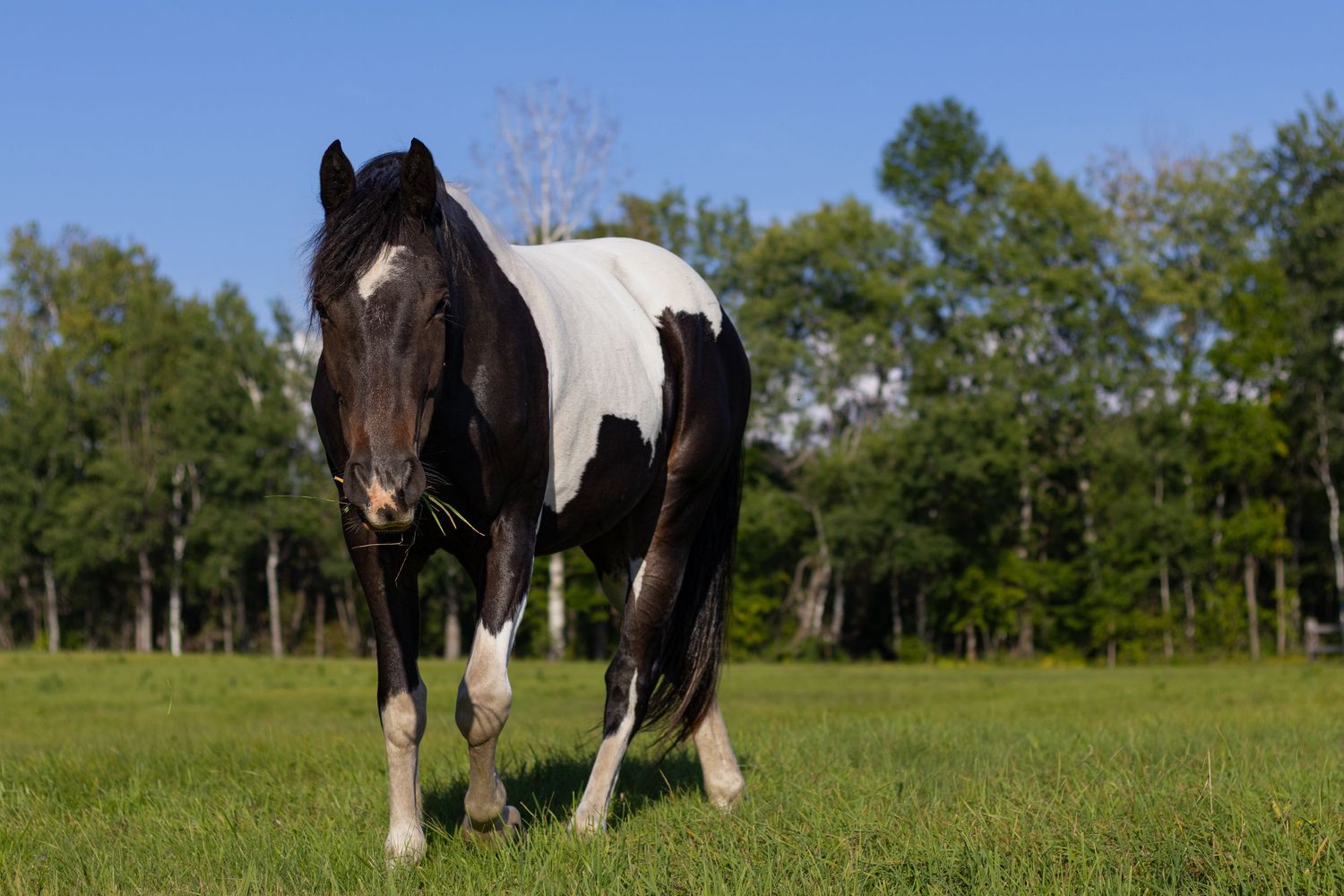Black and white pinto horse walking calmly through a green meadow surrounded by trees.