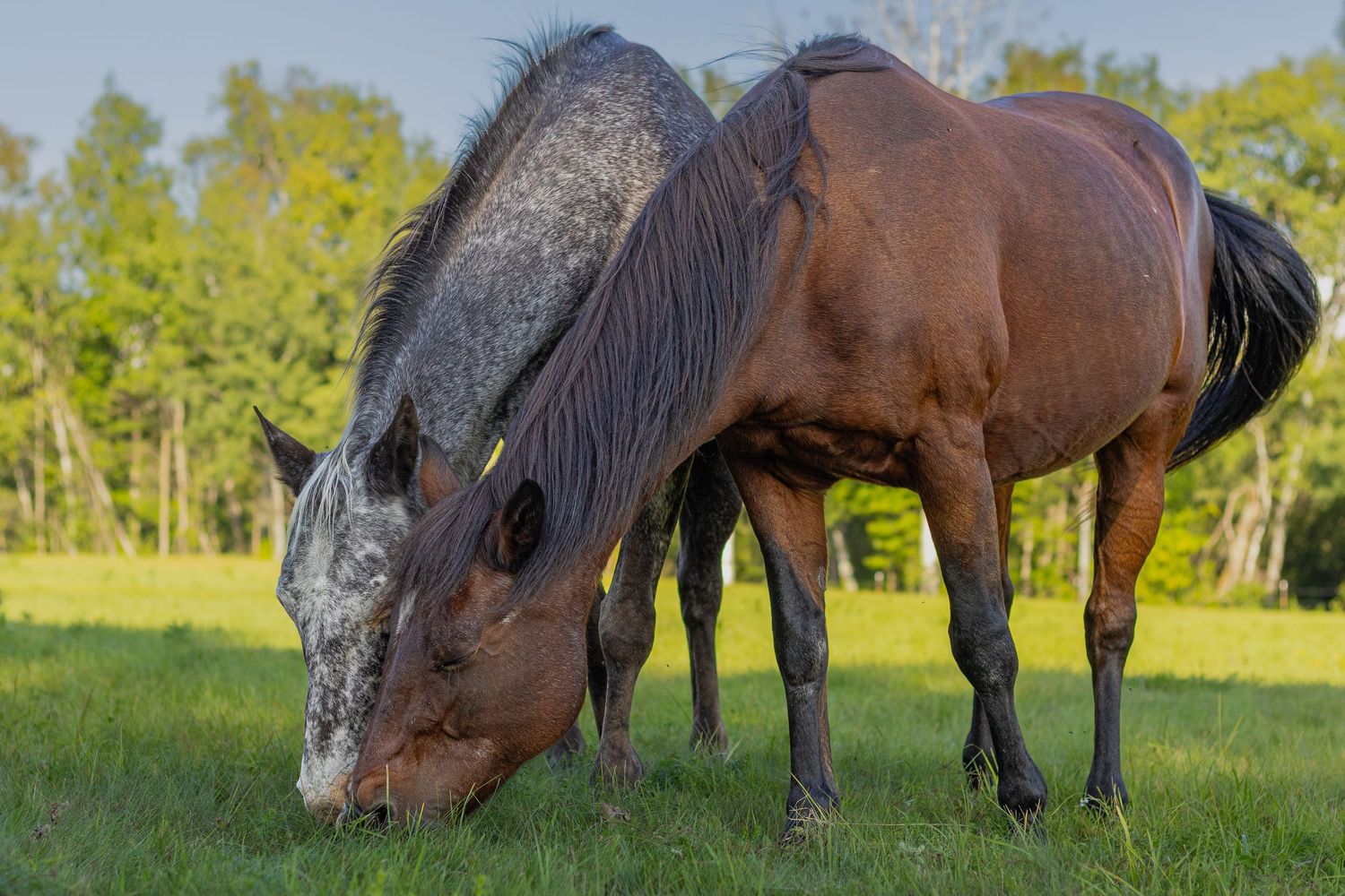 Gray appaloosa and bay horse grazing together side by side in a sunny green pasture.