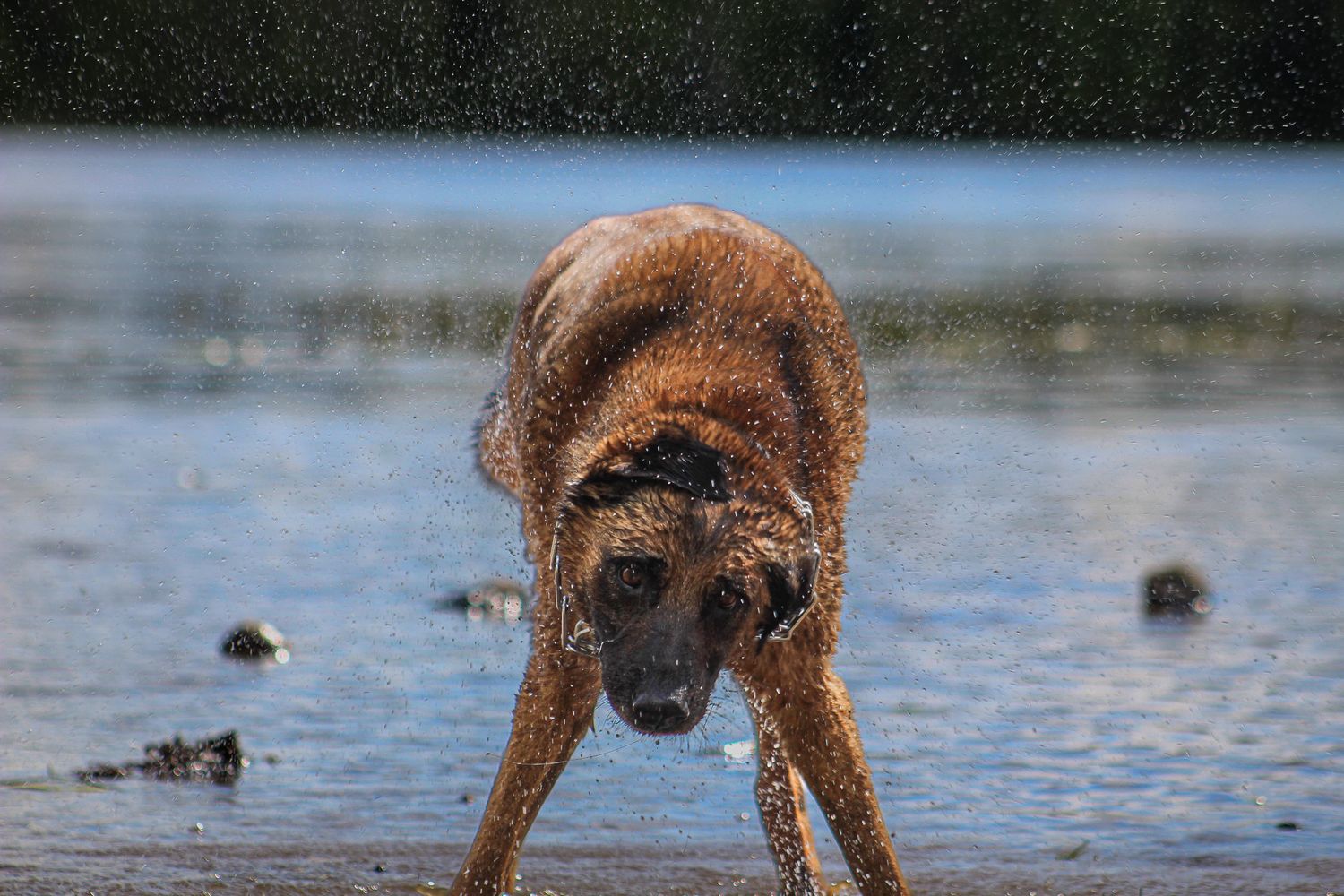 Wet brown dog shaking off water while standing in a shallow lake or river.