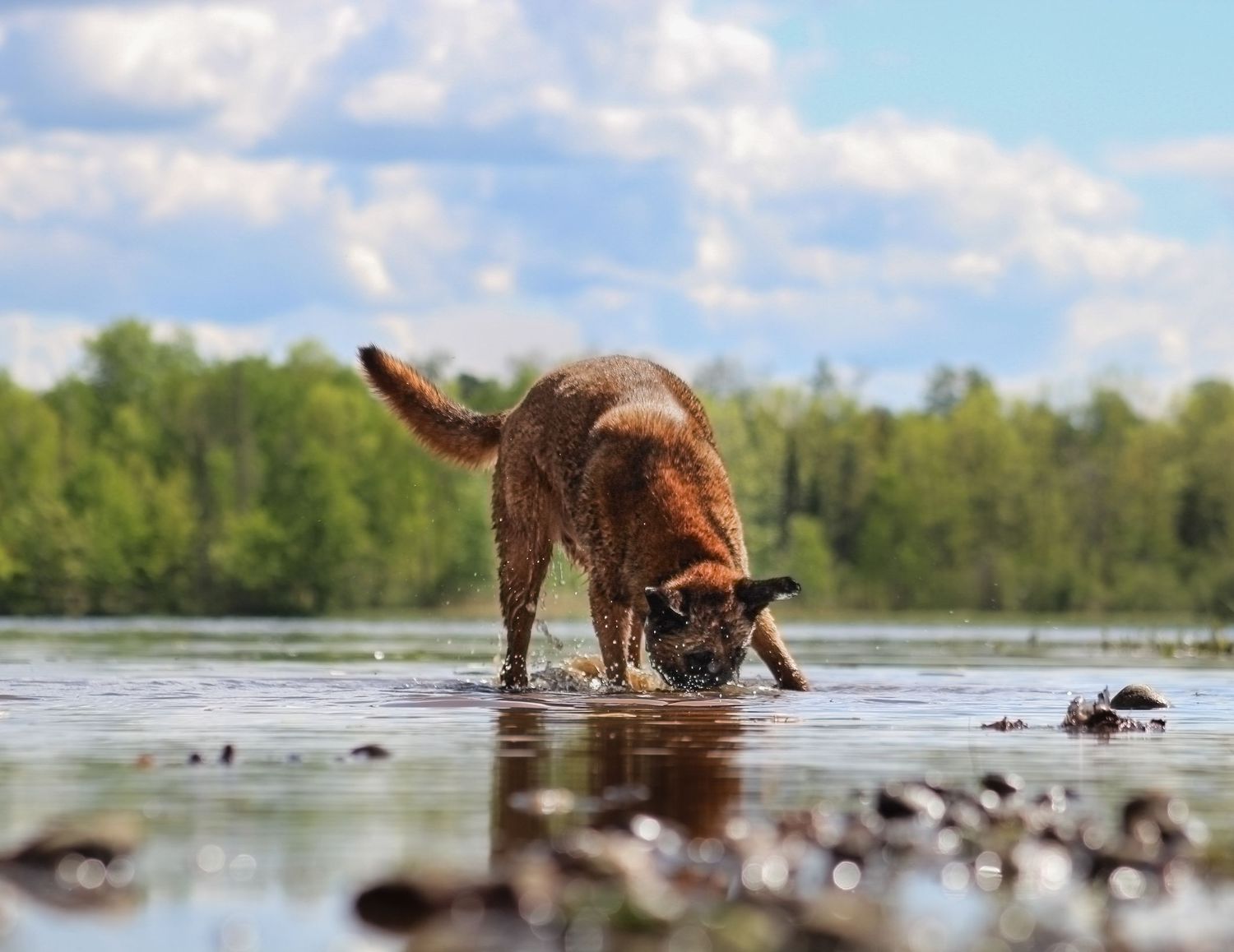 A wet brown dog sniffing shallow water at a lake shore on a sunny day.