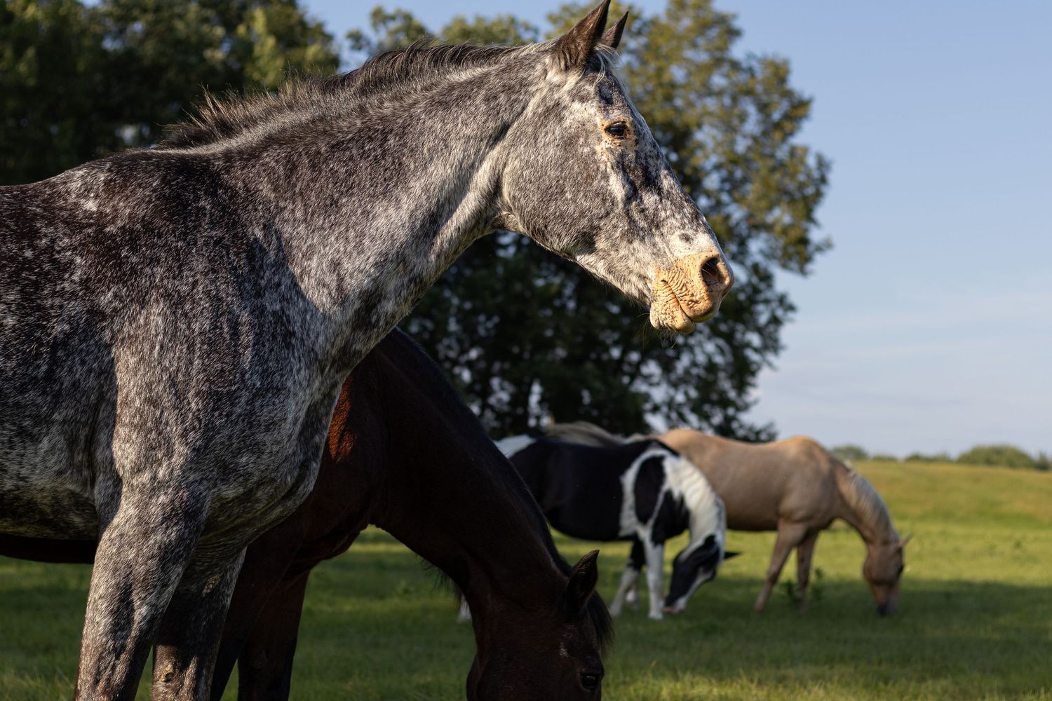 Dapple gray horse yawning in a field with a paint and palomino horse grazing in background.
