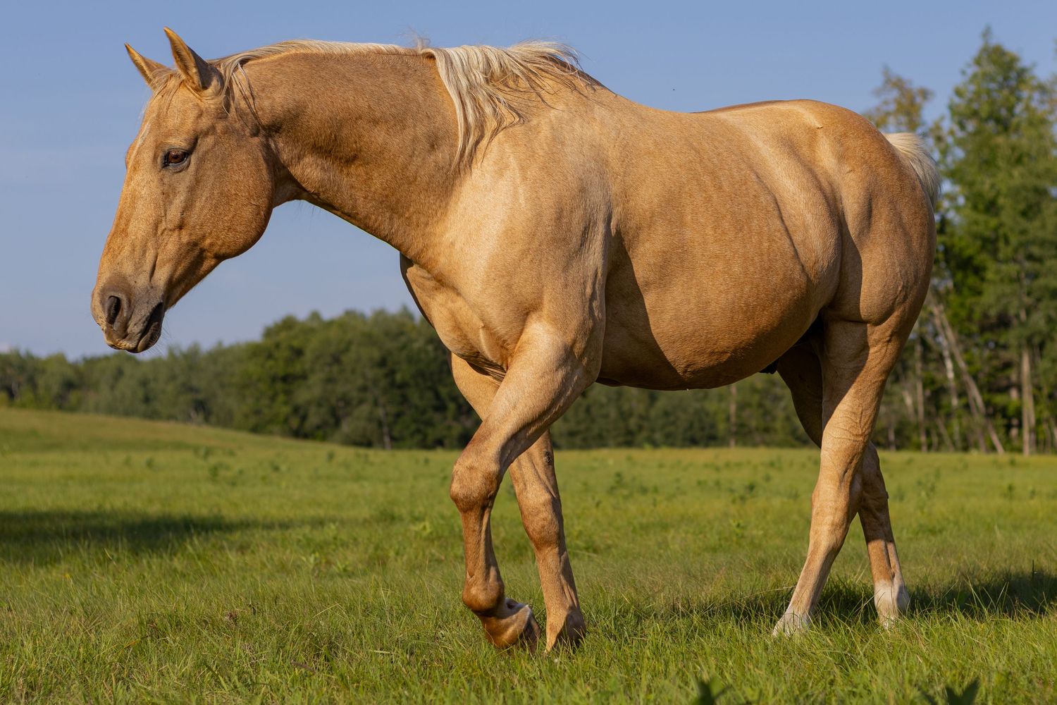 Muscular palomino horse walking through a green meadow with forest in the background.