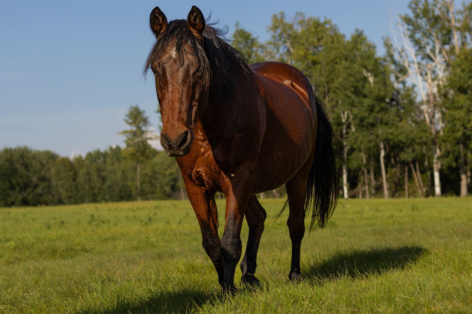 A majestic bay horse walks across a lush green pasture with trees in the background on a sunny day.