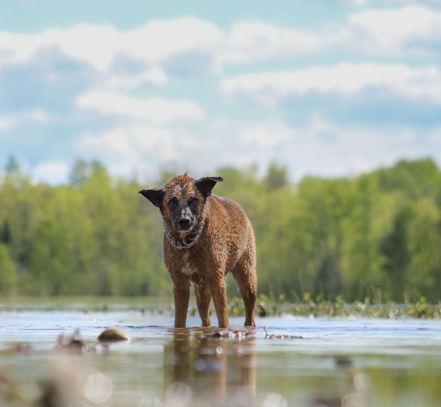 A soaking wet brown dog standing in a lake with trees and clouds in background.