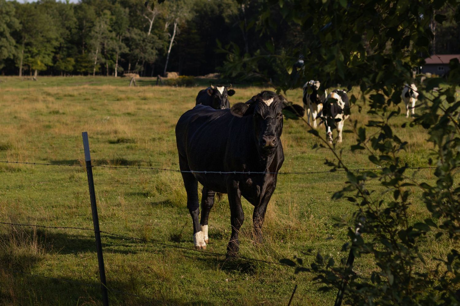 Black and white Holstein dairy cows graze in a green pasture near a wire fence surrounded by trees.
