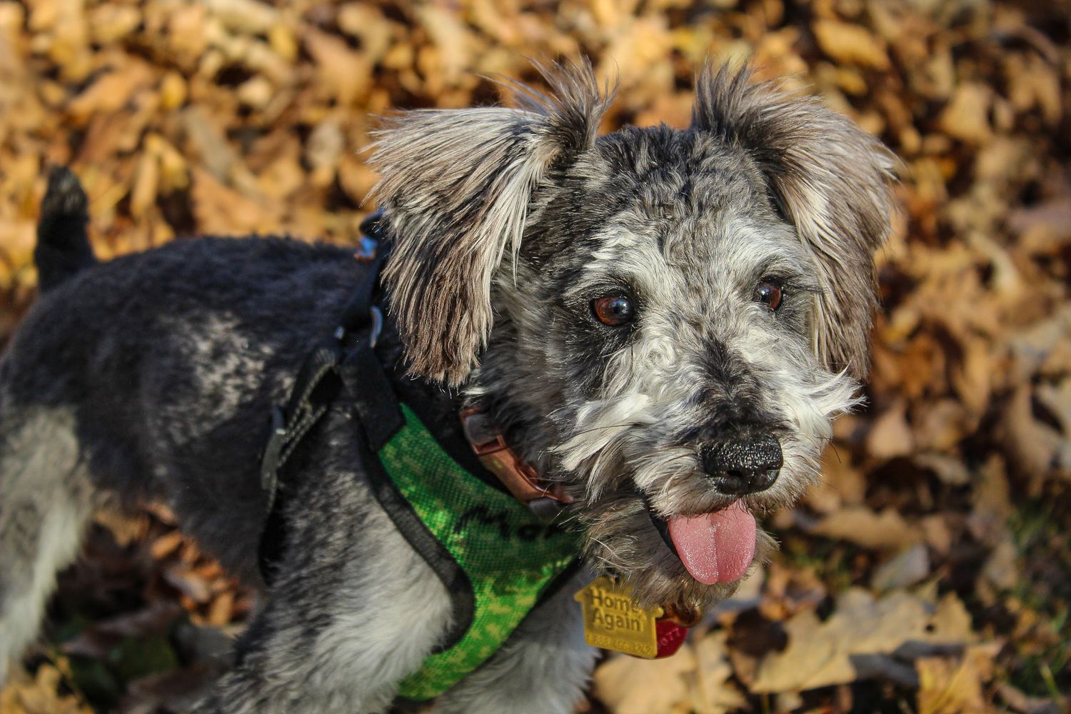 A scruffy gray terrier mix dog with tongue out wearing a green collar in fall leaves.