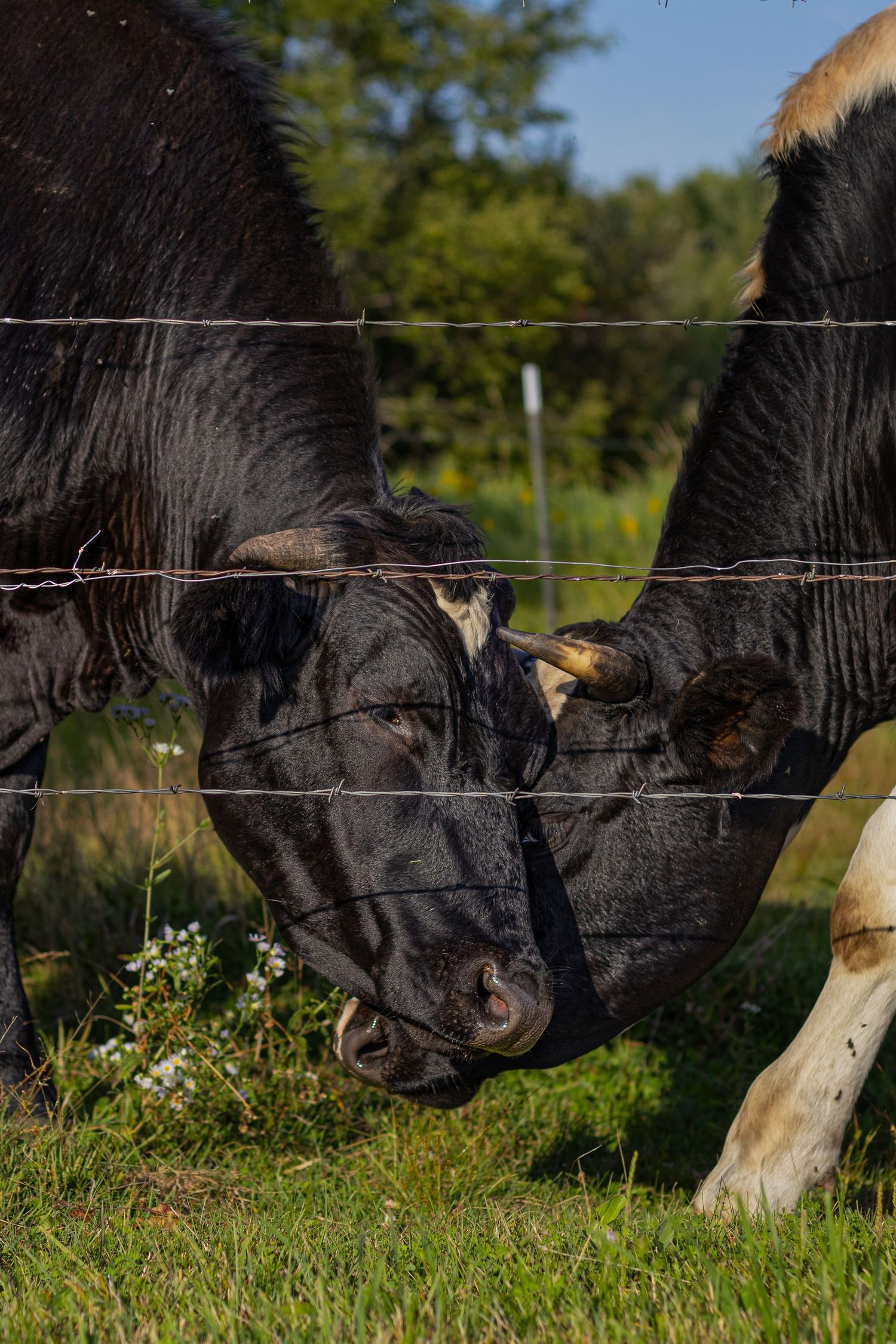 Two black cows touch heads through a wire fence while grazing on green grass in a pasture.
