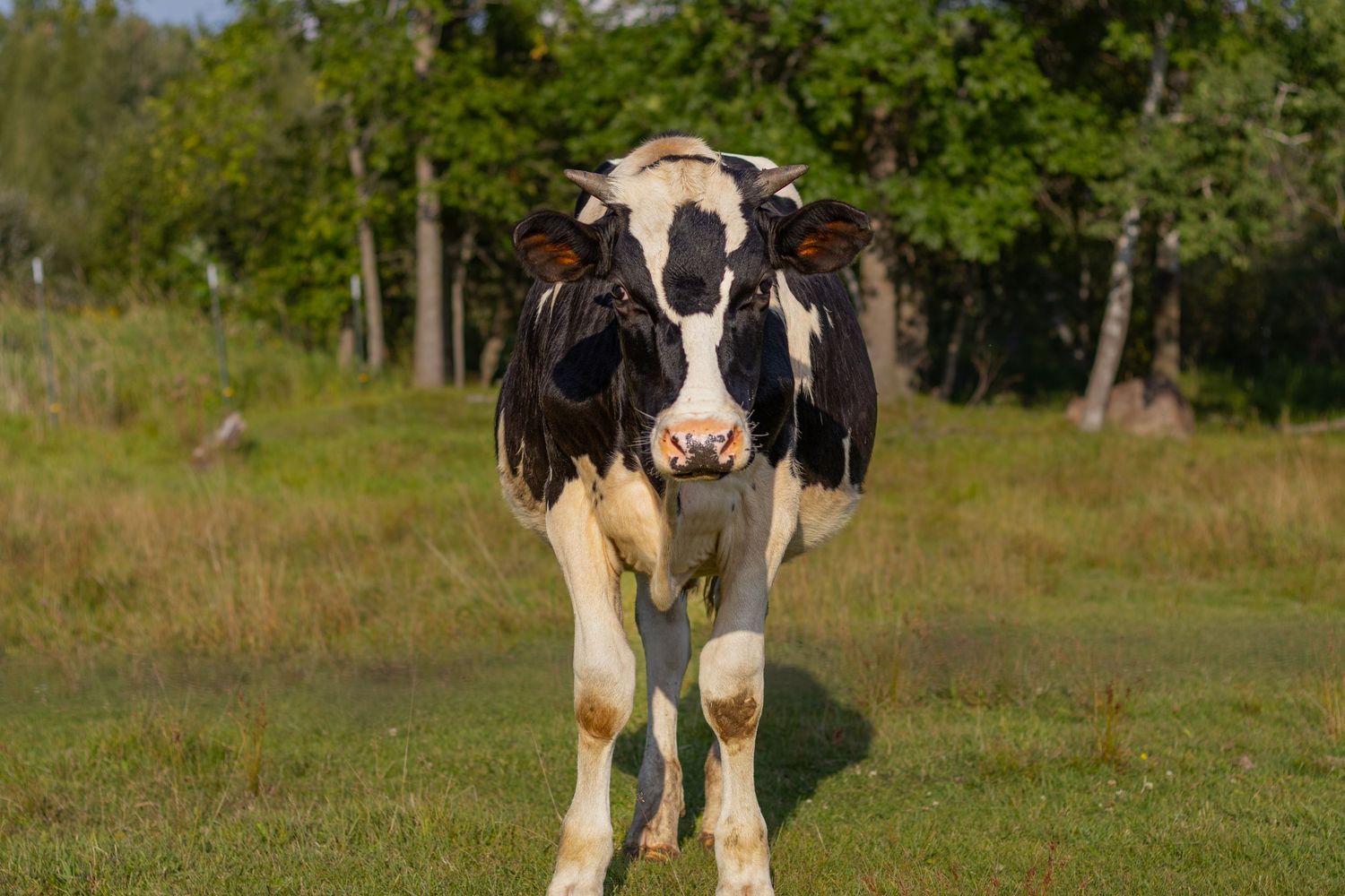 A black and white Holstein cow stands facing the camera in a green field with trees in the background.