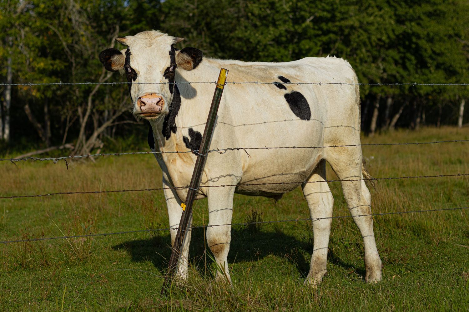 A white cow with black spots stands beside a wooden fence post with barbed wire in a grassy field.