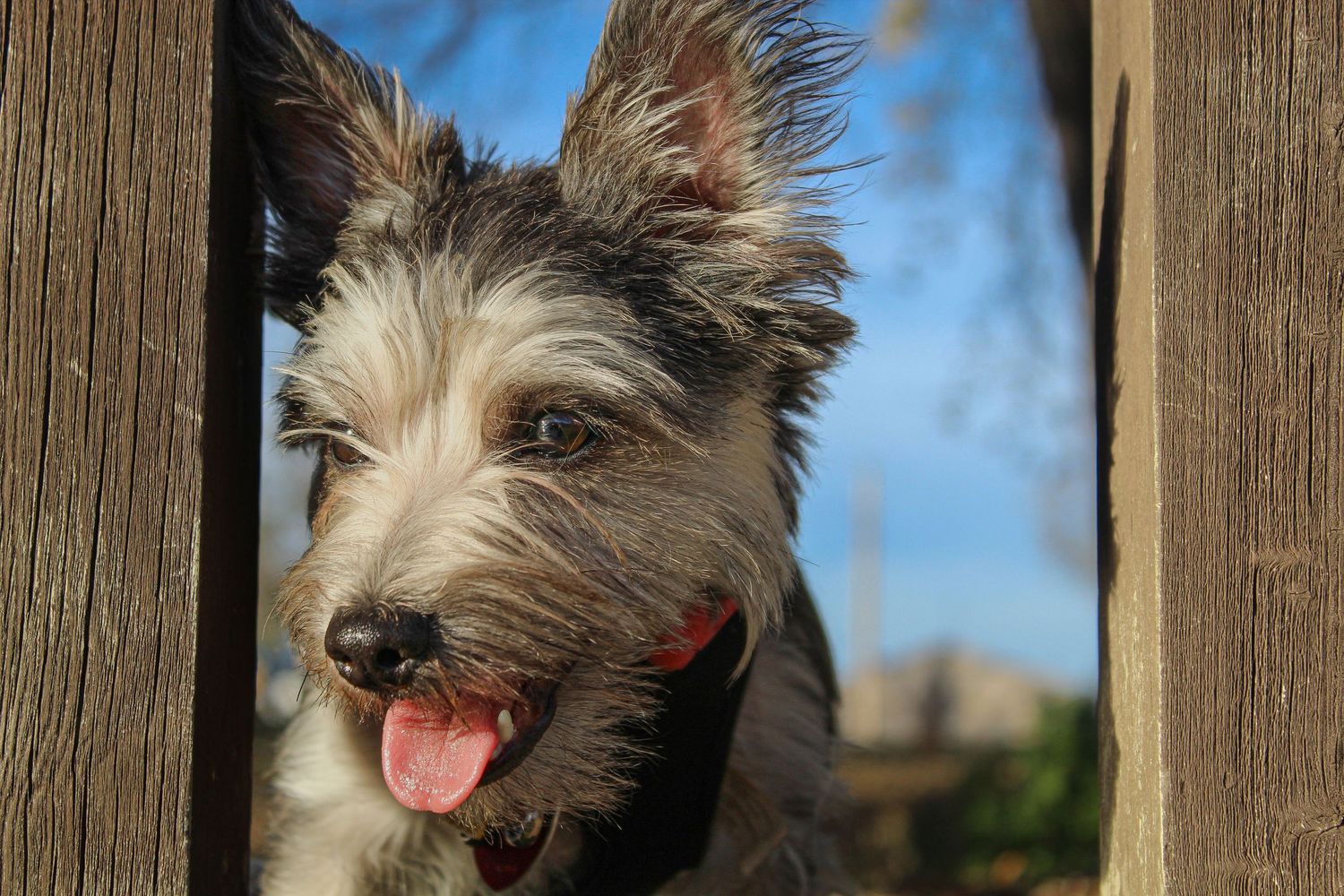 A small scruffy terrier dog peeking through wooden fence slats with tongue out.