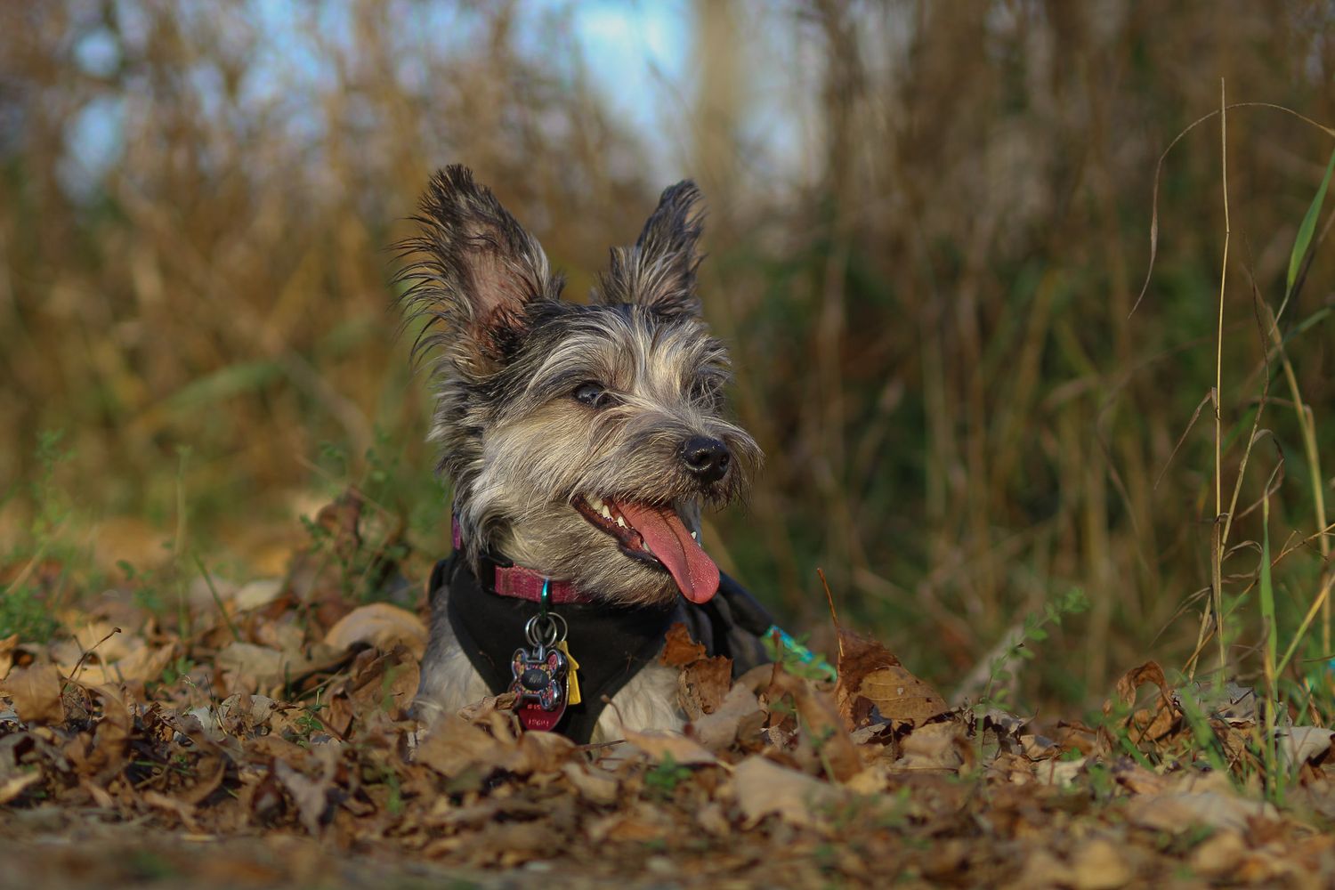 A happy terrier mix dog with tongue out sitting in autumn leaves outdoors.