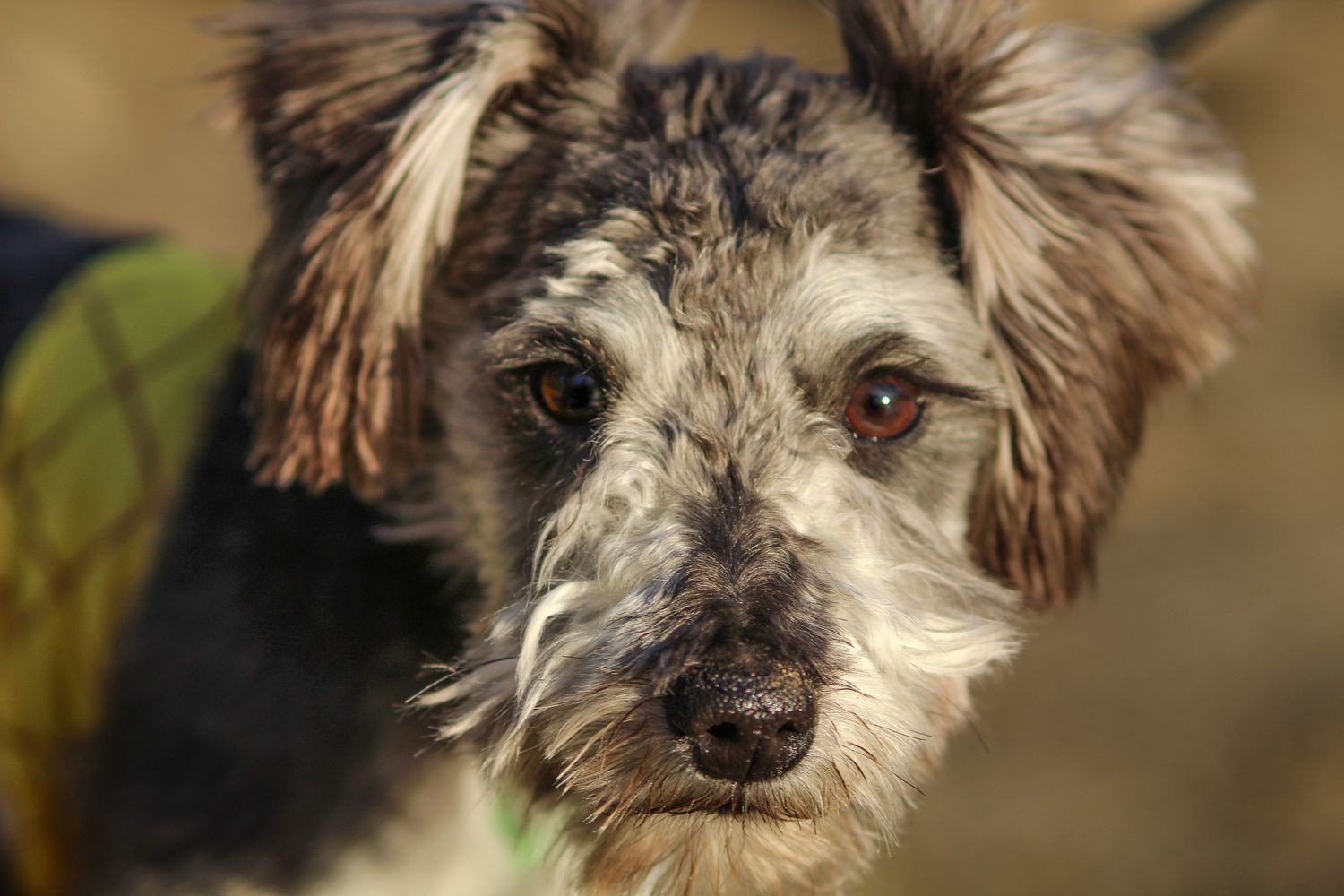 Close-up portrait of a scruffy gray and brown mixed breed dog with soulful eyes.