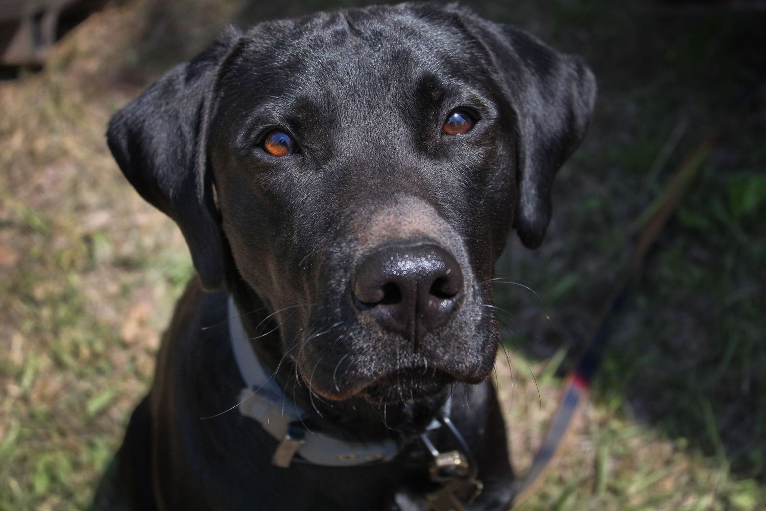 Close-up portrait of a black Labrador Retriever with brown eyes looking up attentively.
