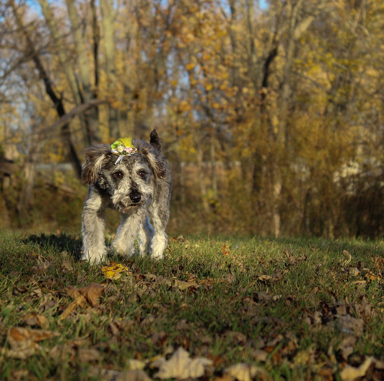 A scruffy gray terrier mix dog trots through fallen autumn leaves with a leaf on its head.