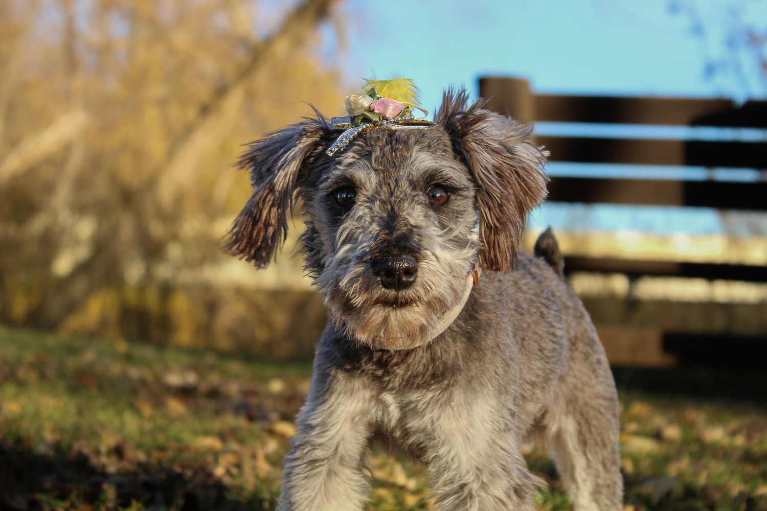 A cute scruffy gray terrier mix dog poses outdoors in autumn with a leaf resting on its head.
