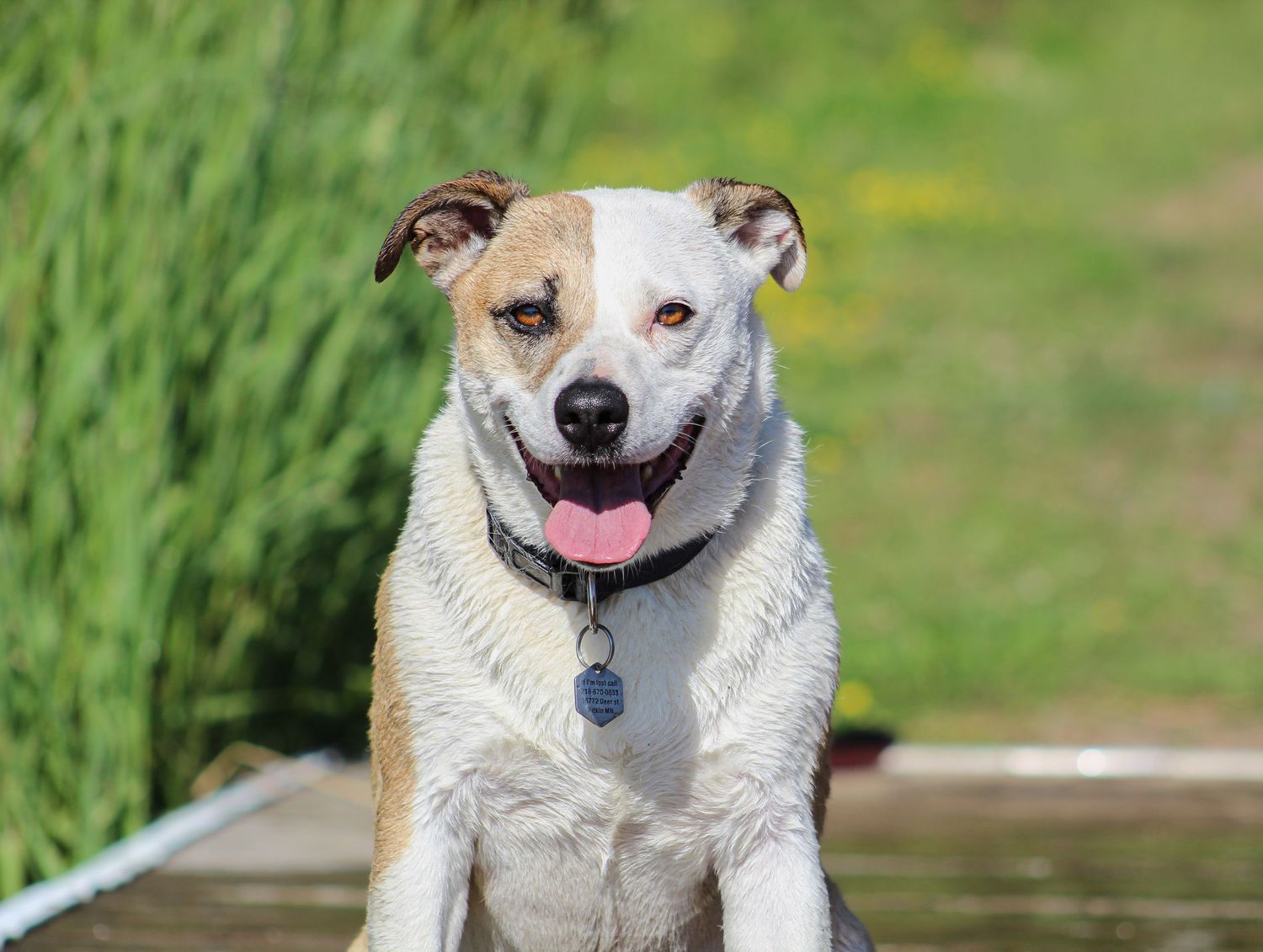 A happy white and tan mixed breed dog smiling with tongue out on a sunny dock.