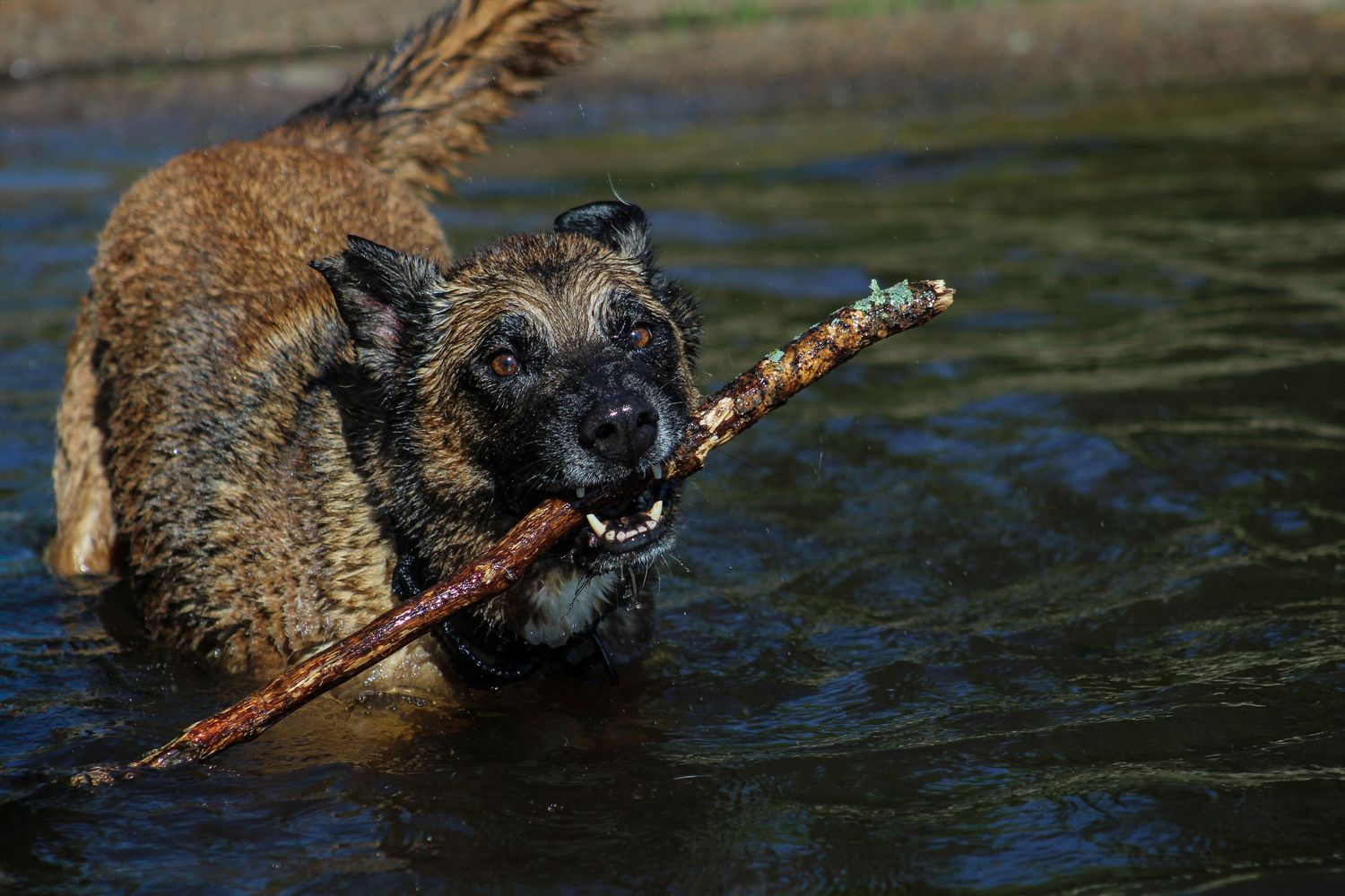 A wet dog carrying a large stick in its mouth while wading through water.