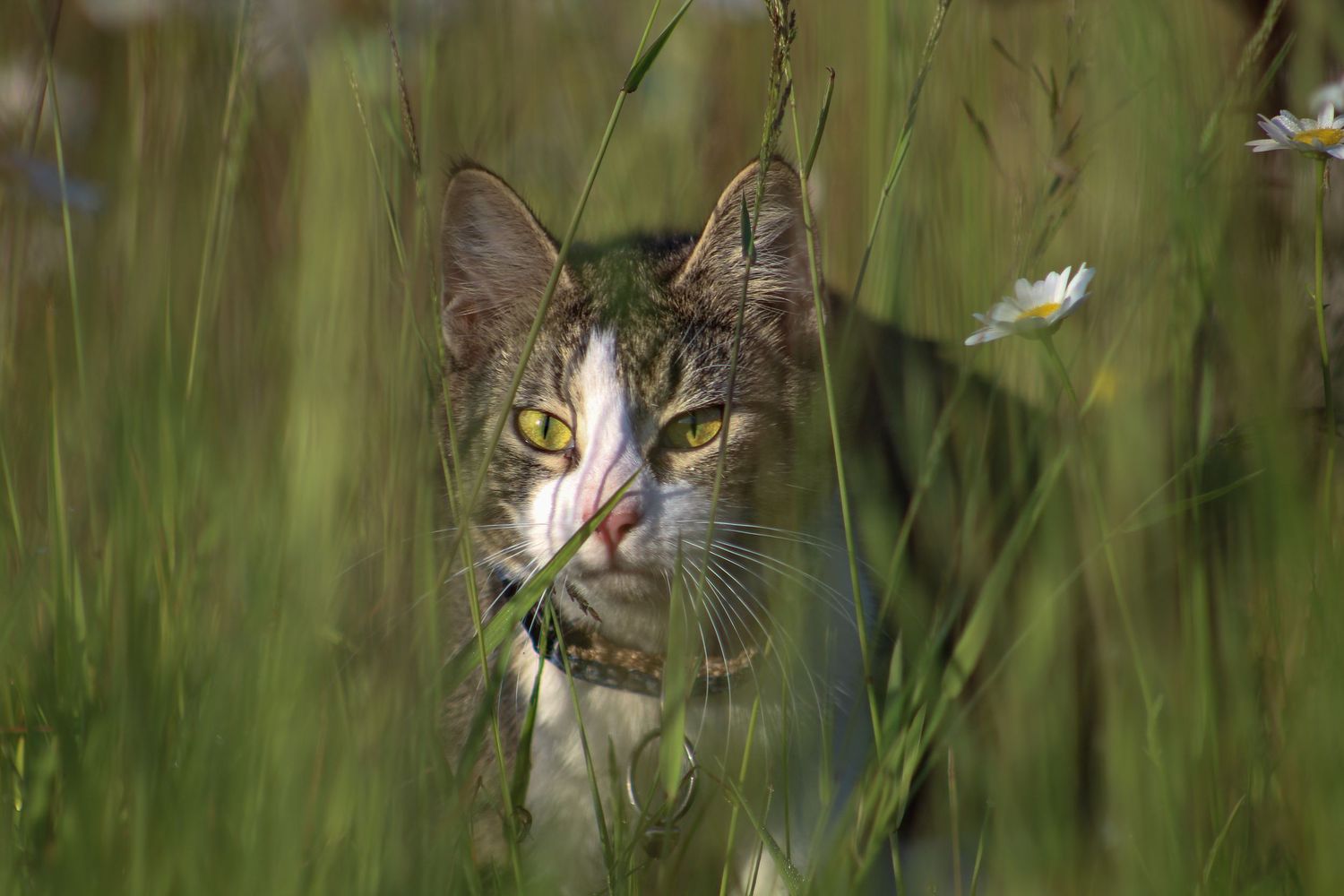 A tabby cat peers through tall green grass and wildflowers in a meadow.
