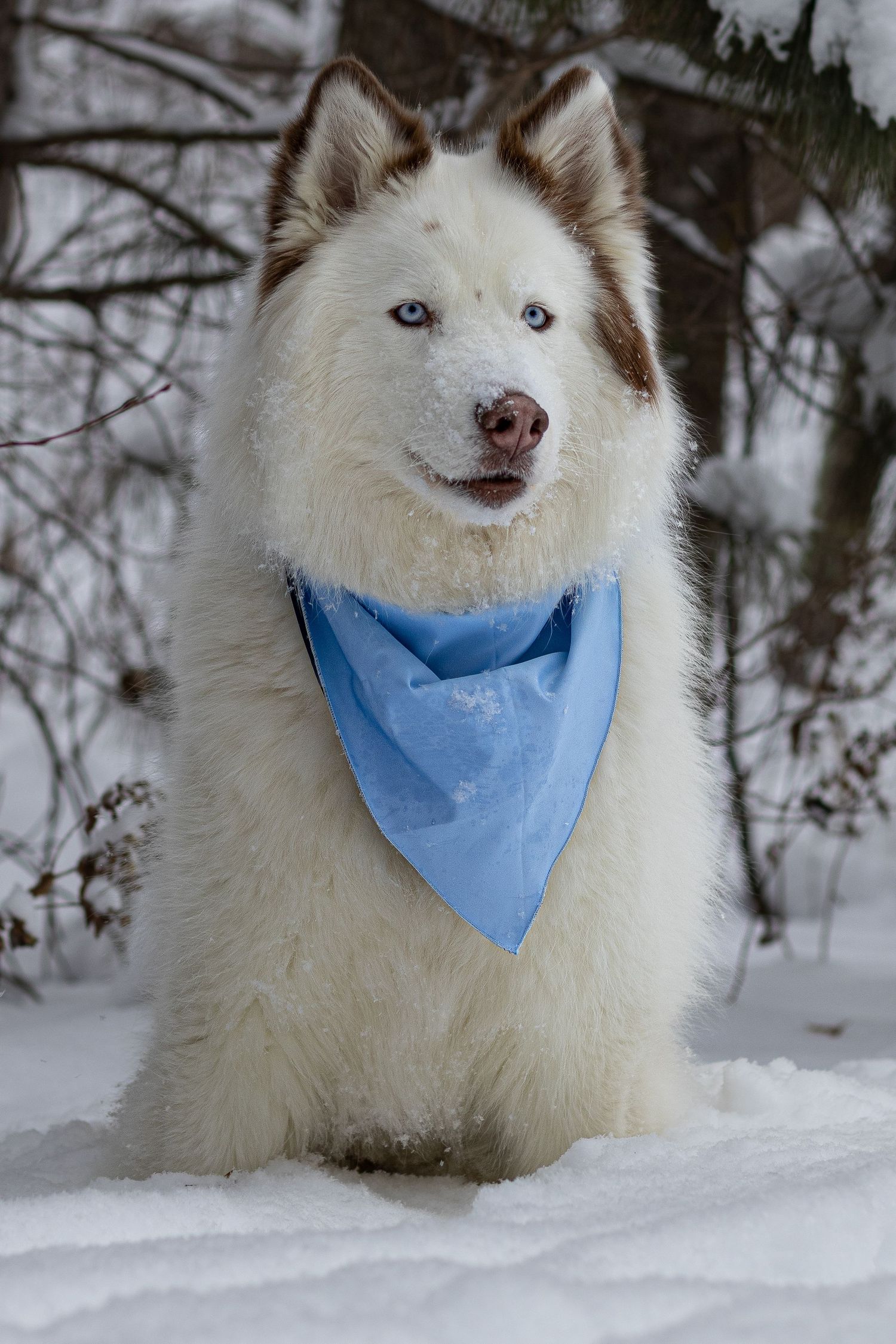 Fluffy white Husky with striking blue eyes and brown markings wearing blue bandana sitting in snow.