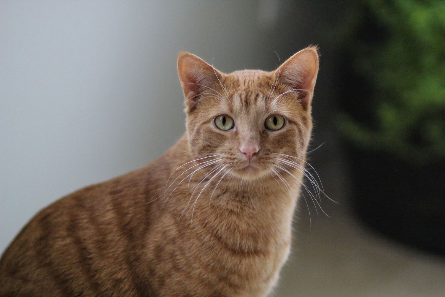 An orange tabby cat sitting and looking at the camera indoors with a blurred background.