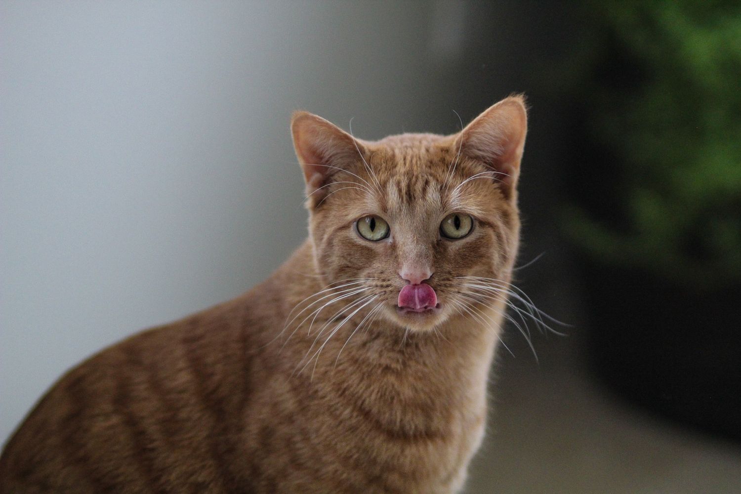 An orange tabby cat licks its lips while sitting indoors against a blurred background.