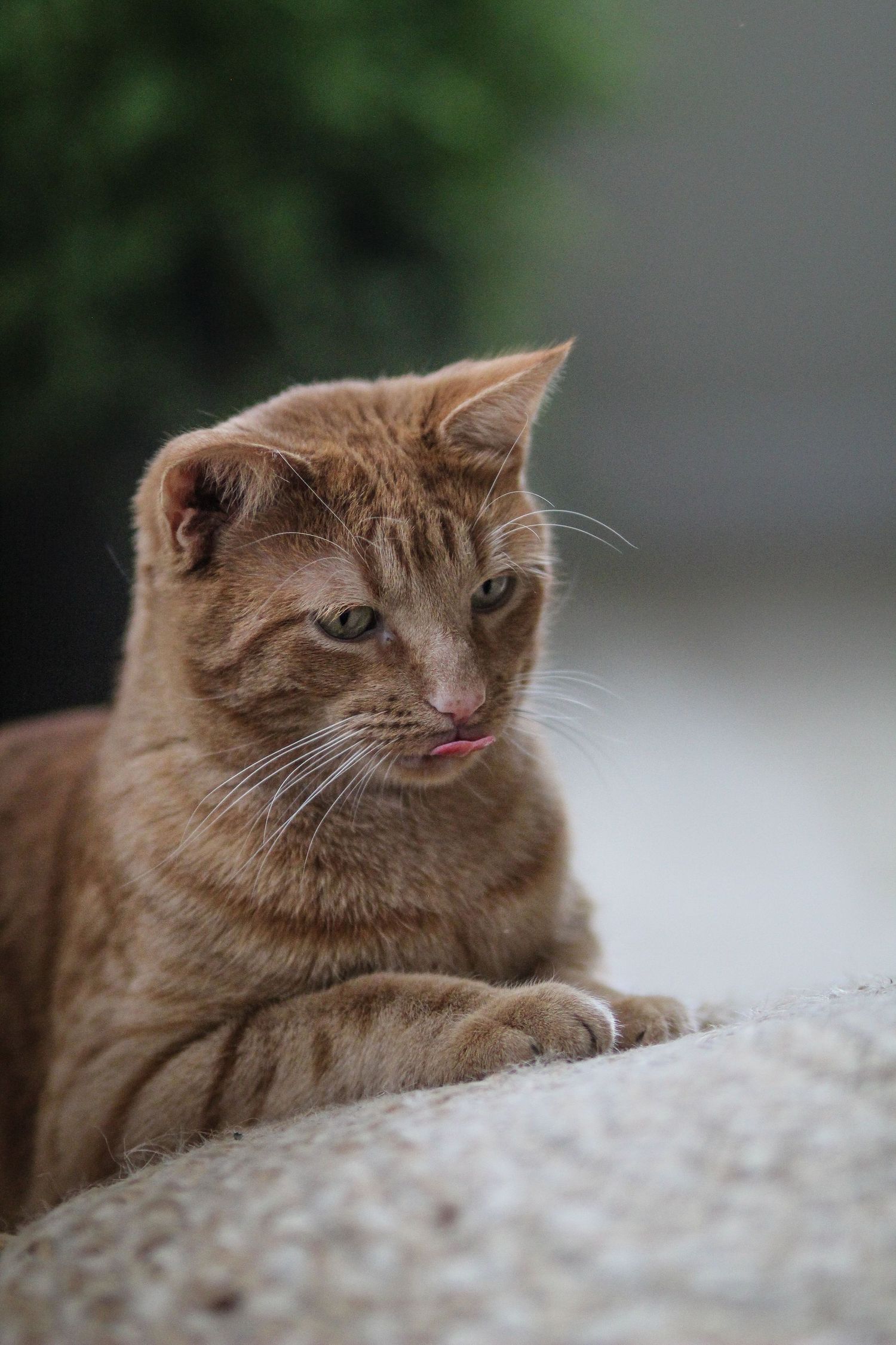 An orange tabby cat resting on a concrete surface with its tongue slightly visible.