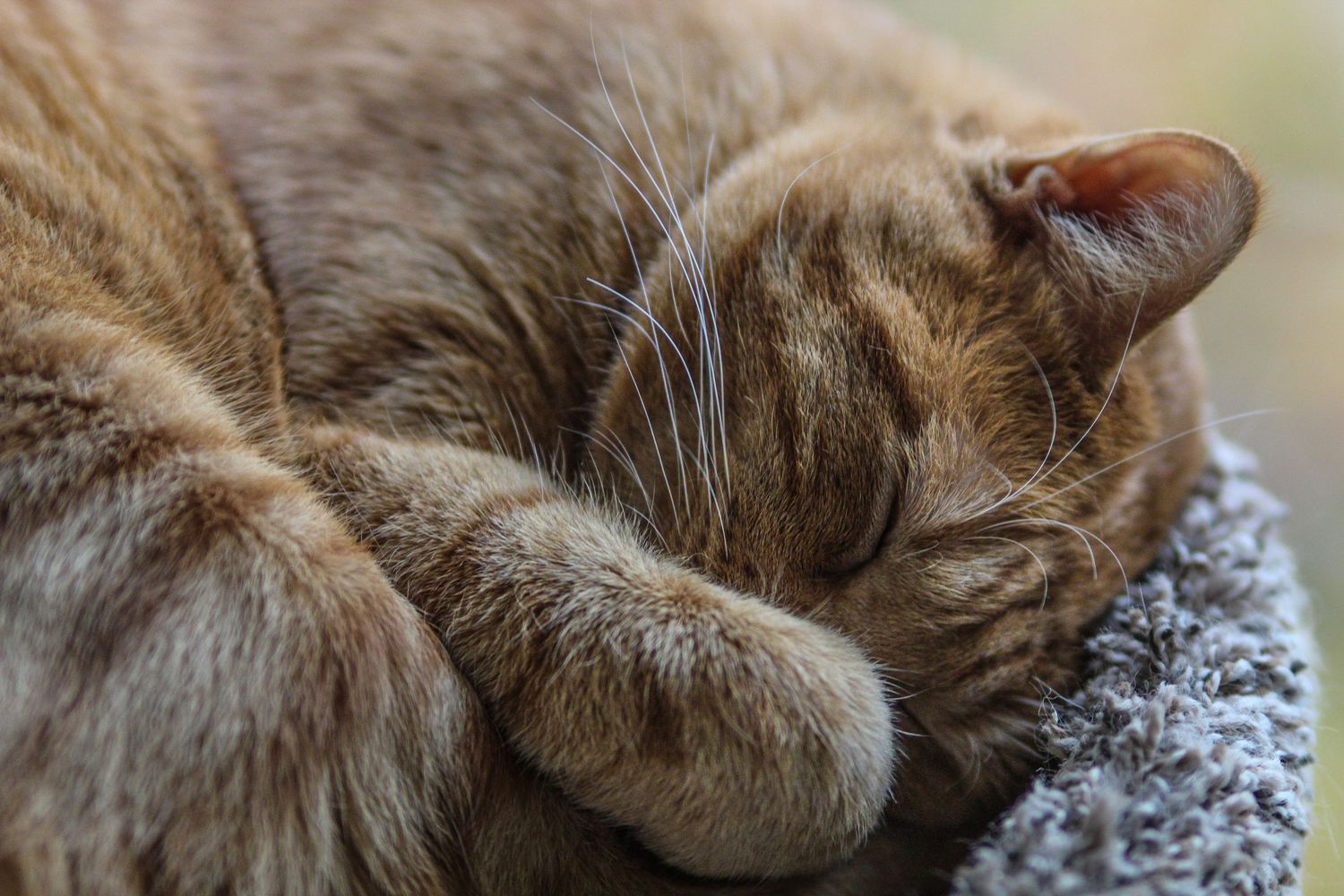 An orange tabby cat sleeping peacefully with its paw covering its face.