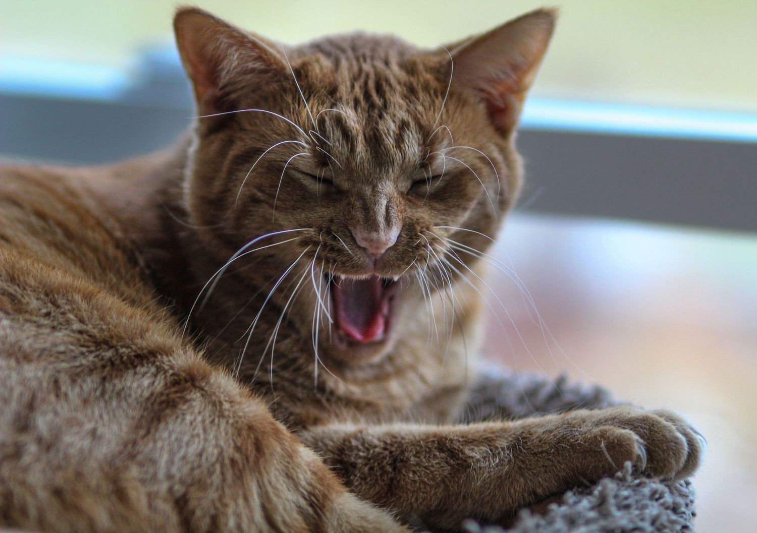 An orange tabby cat yawning widely while lying on a gray textured surface.