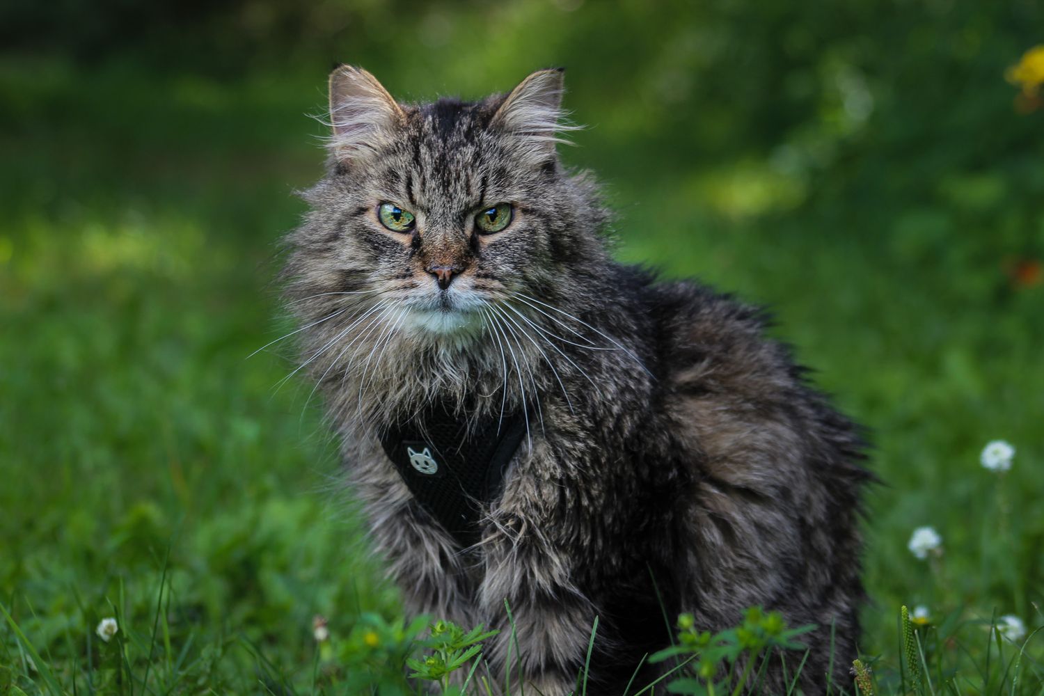 A fluffy gray tabby cat wearing a harness stands alert on green grass.
